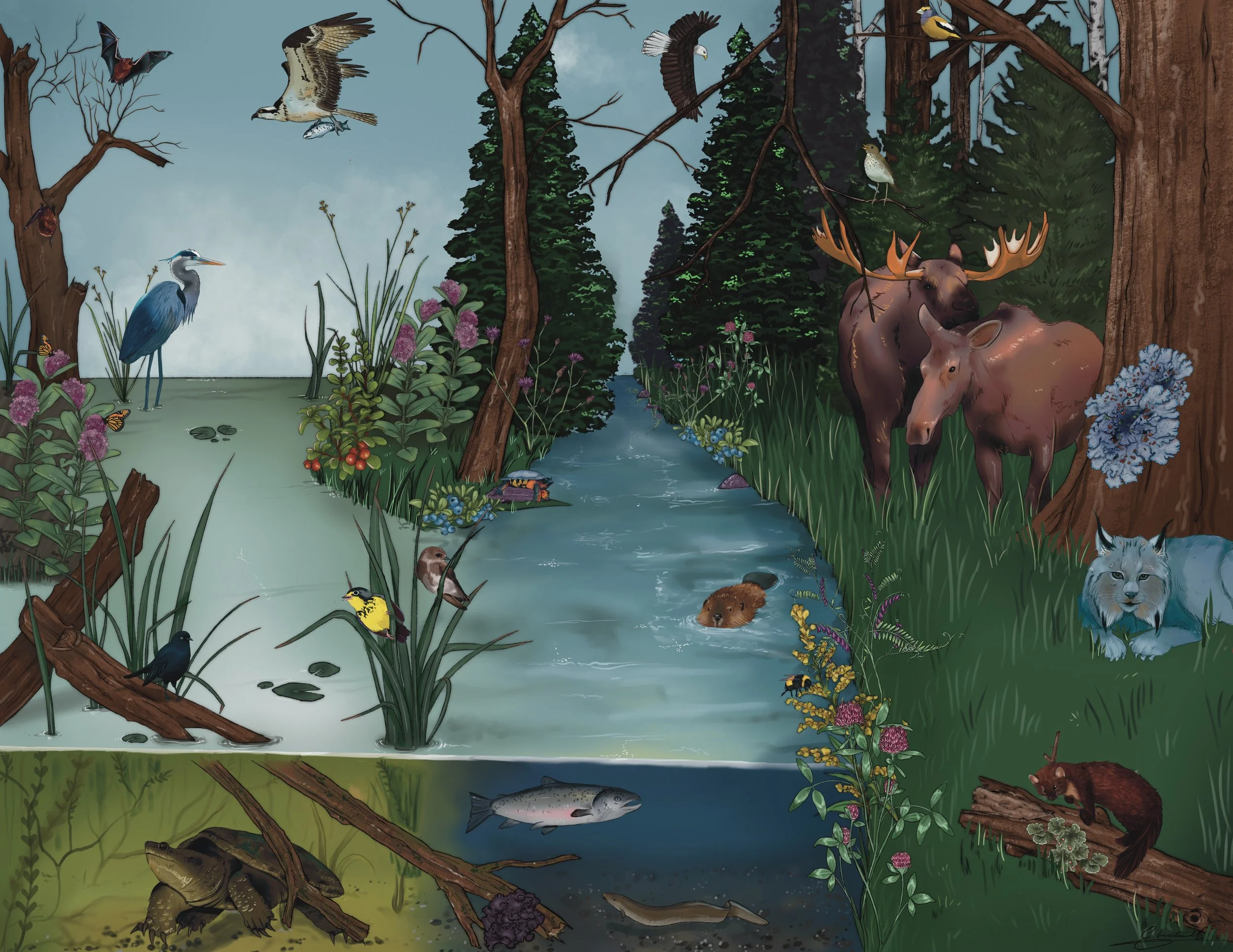 Nova Scotia Species at Risk