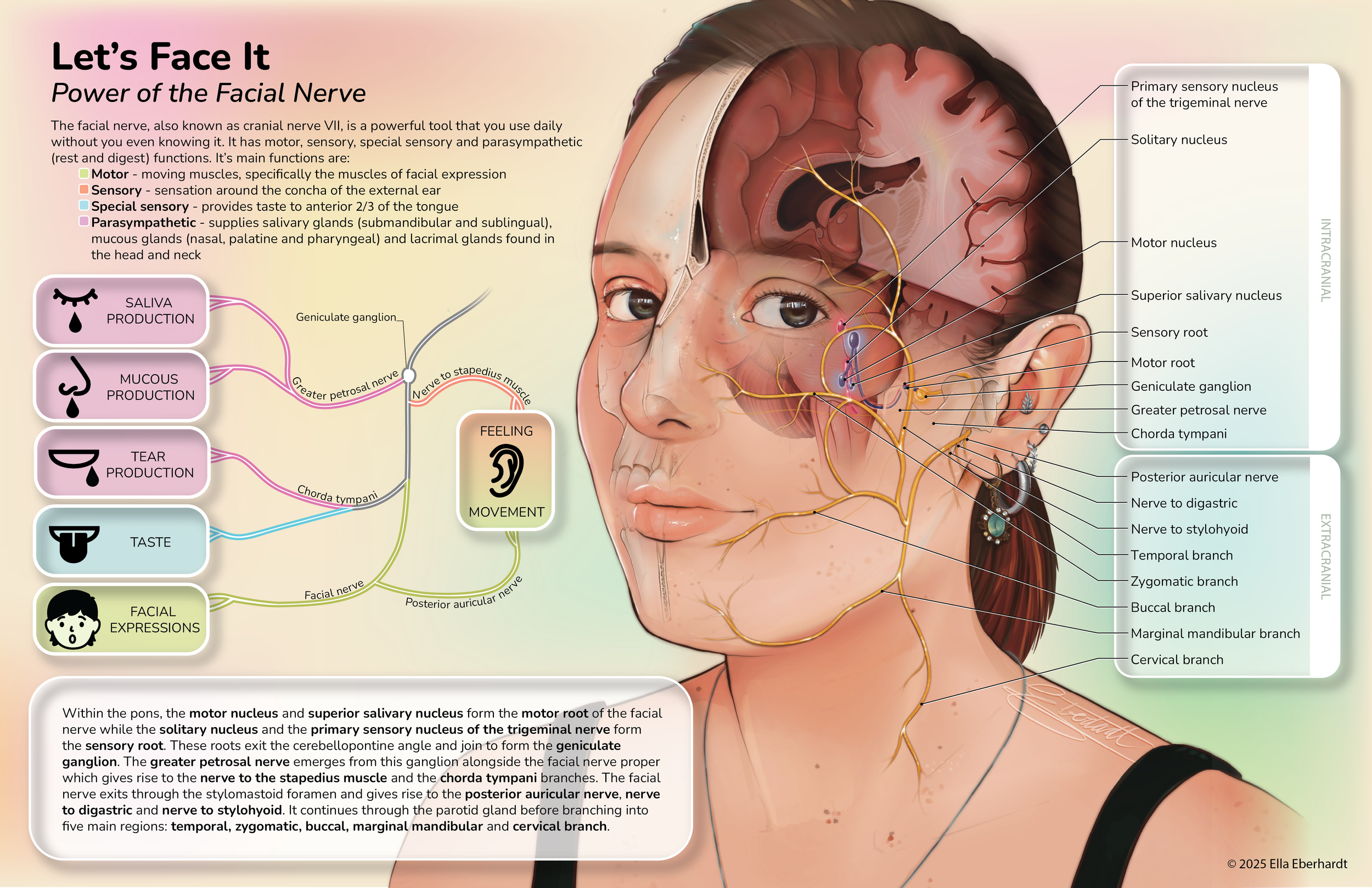 Let's Face It: Power of the Facial Nerve