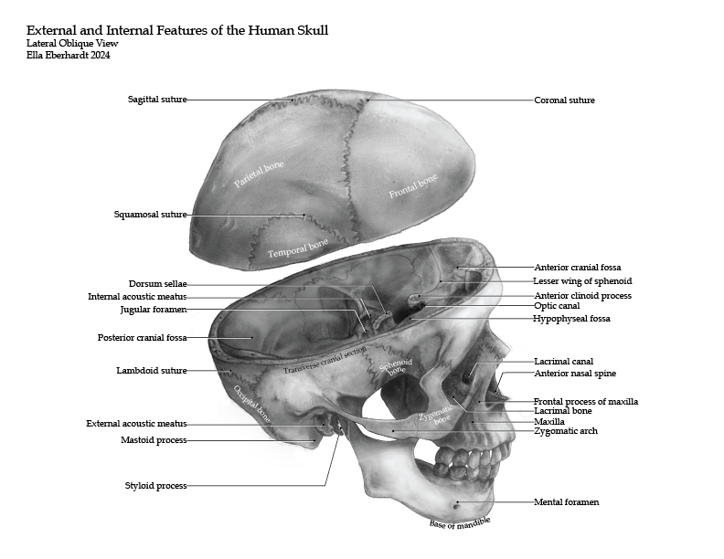 MSC1001Y-202425-Skull-EE.png.png