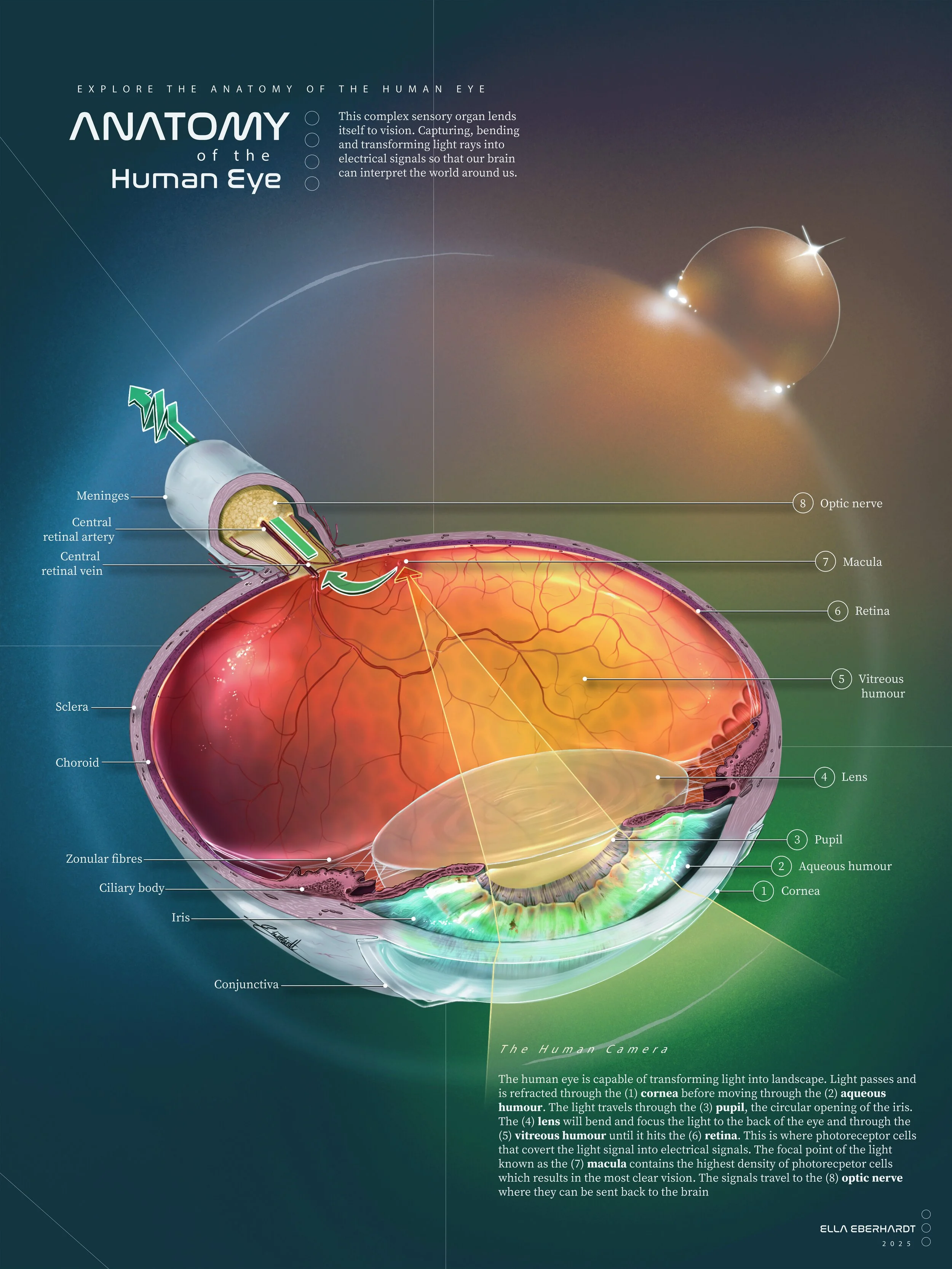 The Human Camera