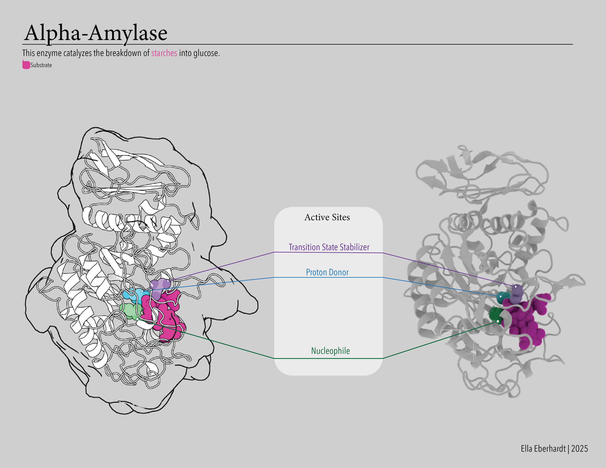 Alpha-Amylase.png