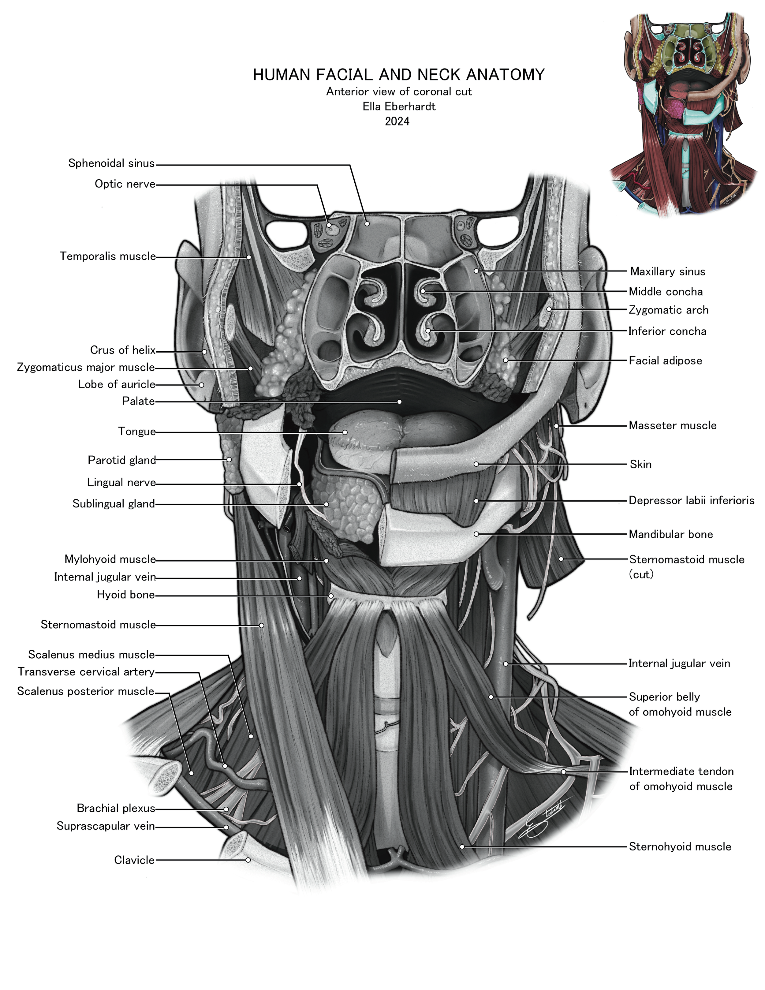 Head and Neck Anatomy