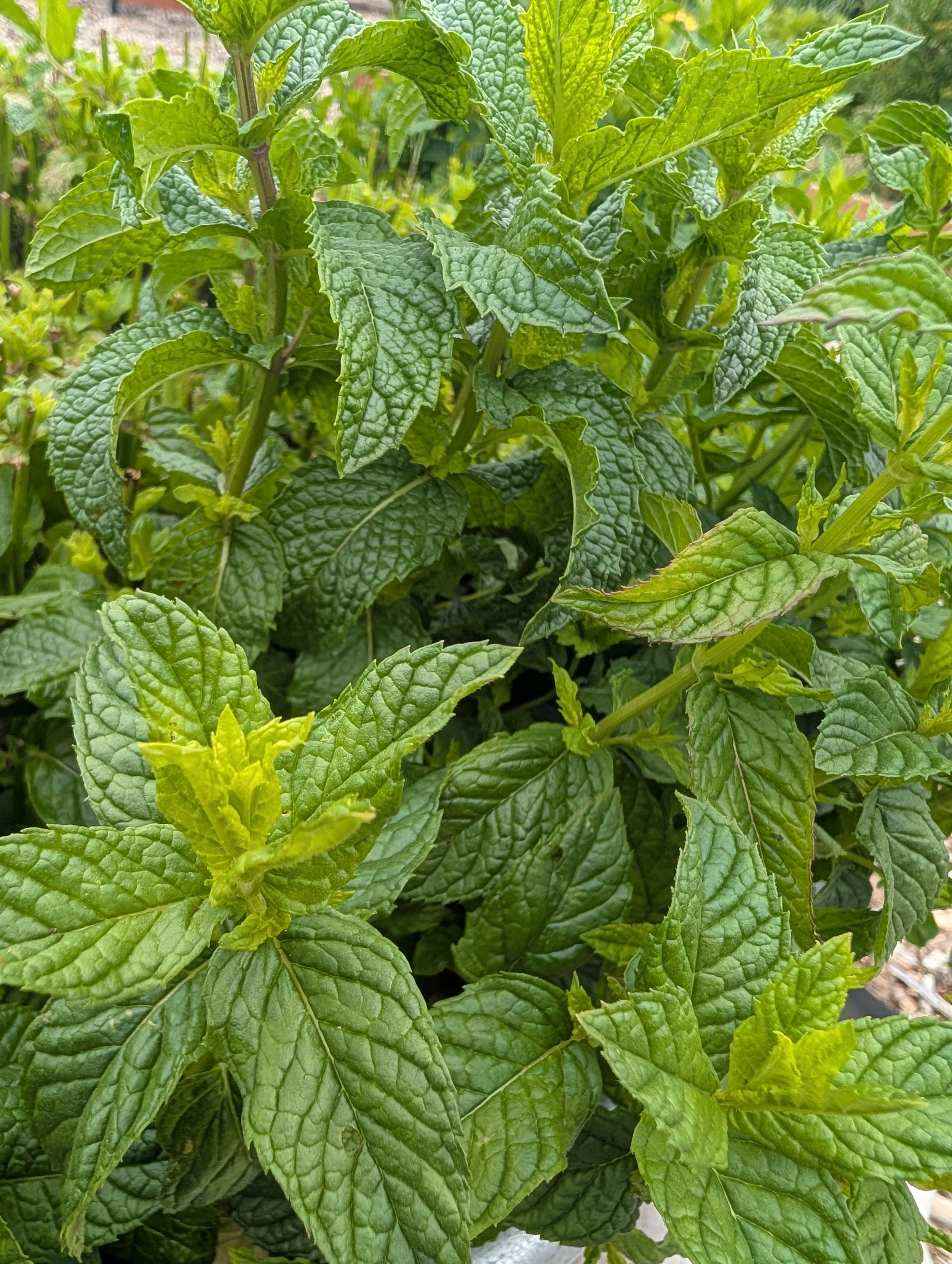 PXL_20260629_171745302.MP.jpg