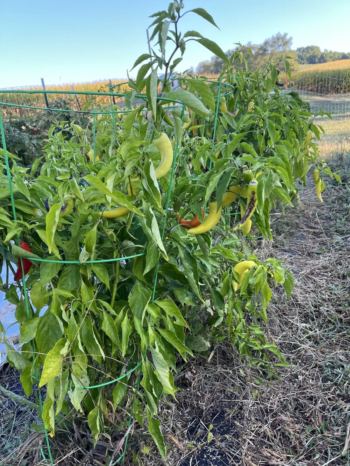 Pepper Time.jpeg
