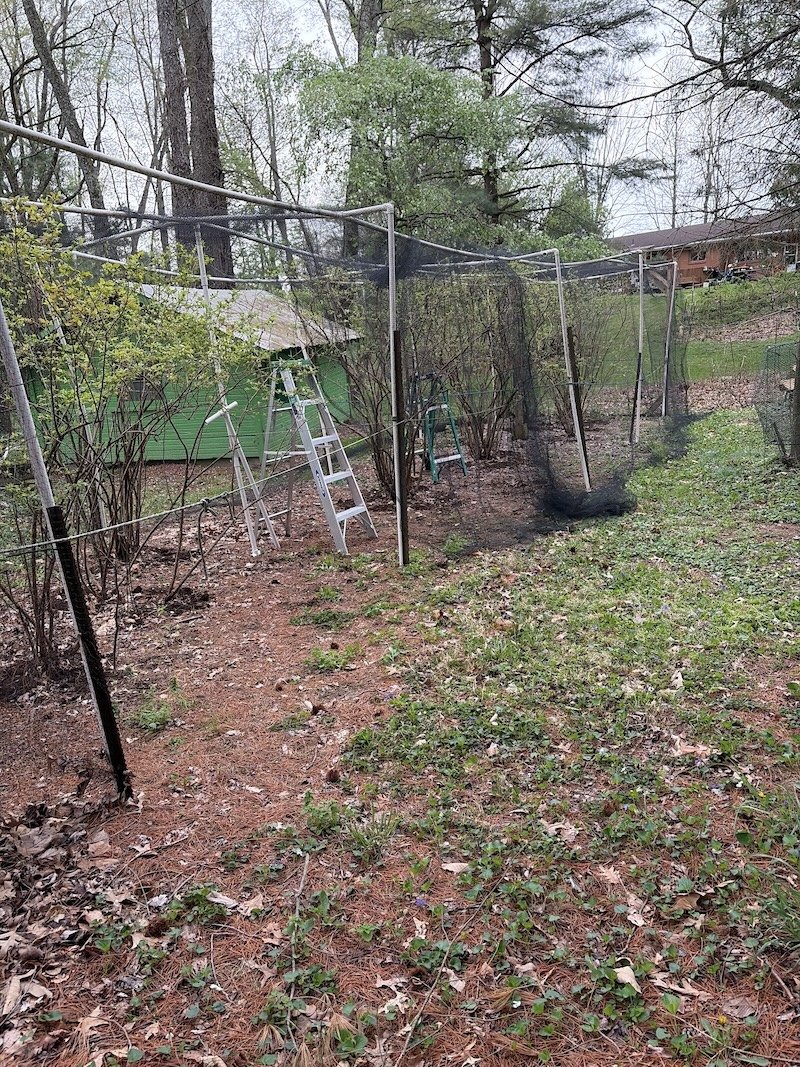 blueberry fence.jpeg