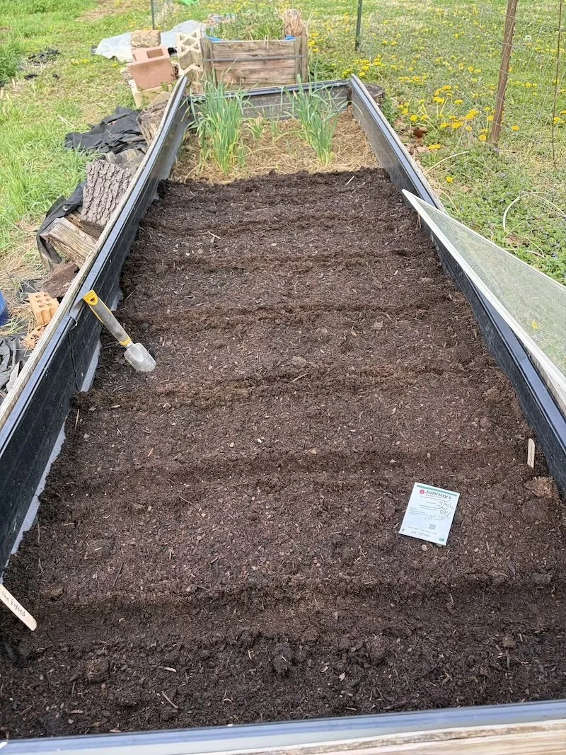 planting carrots.jpg