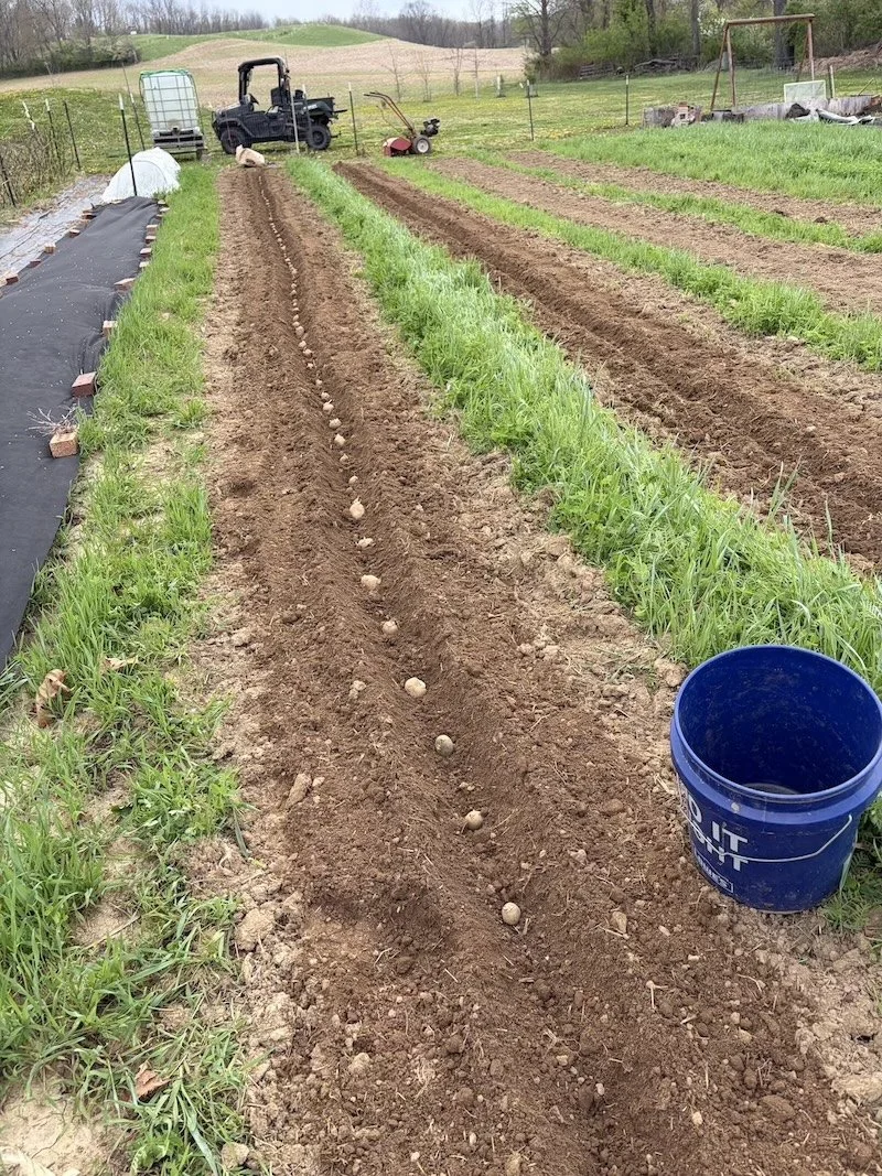 potato planting.jpg