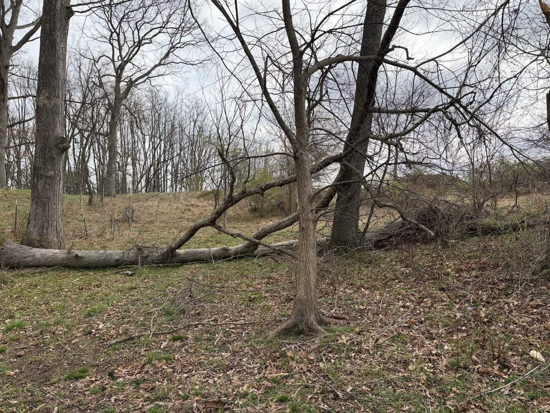 tree down.jpeg