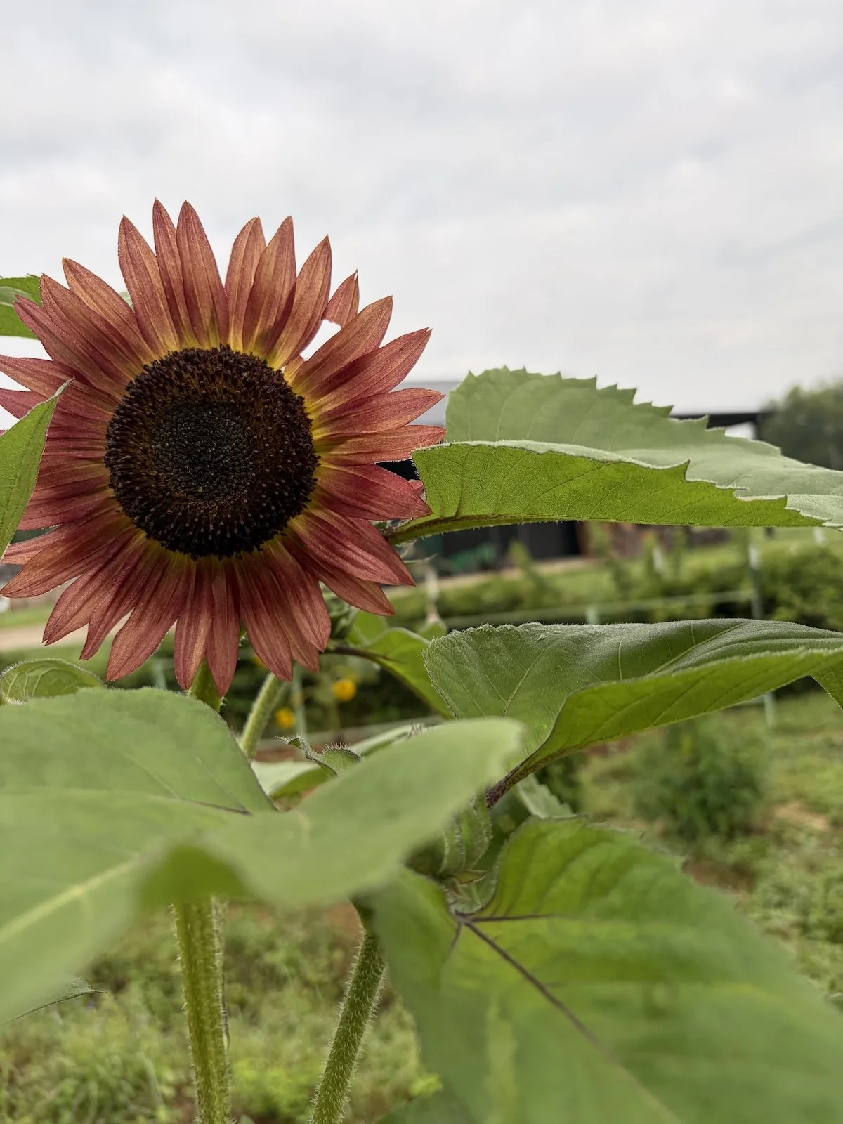 Sunflower.jpeg