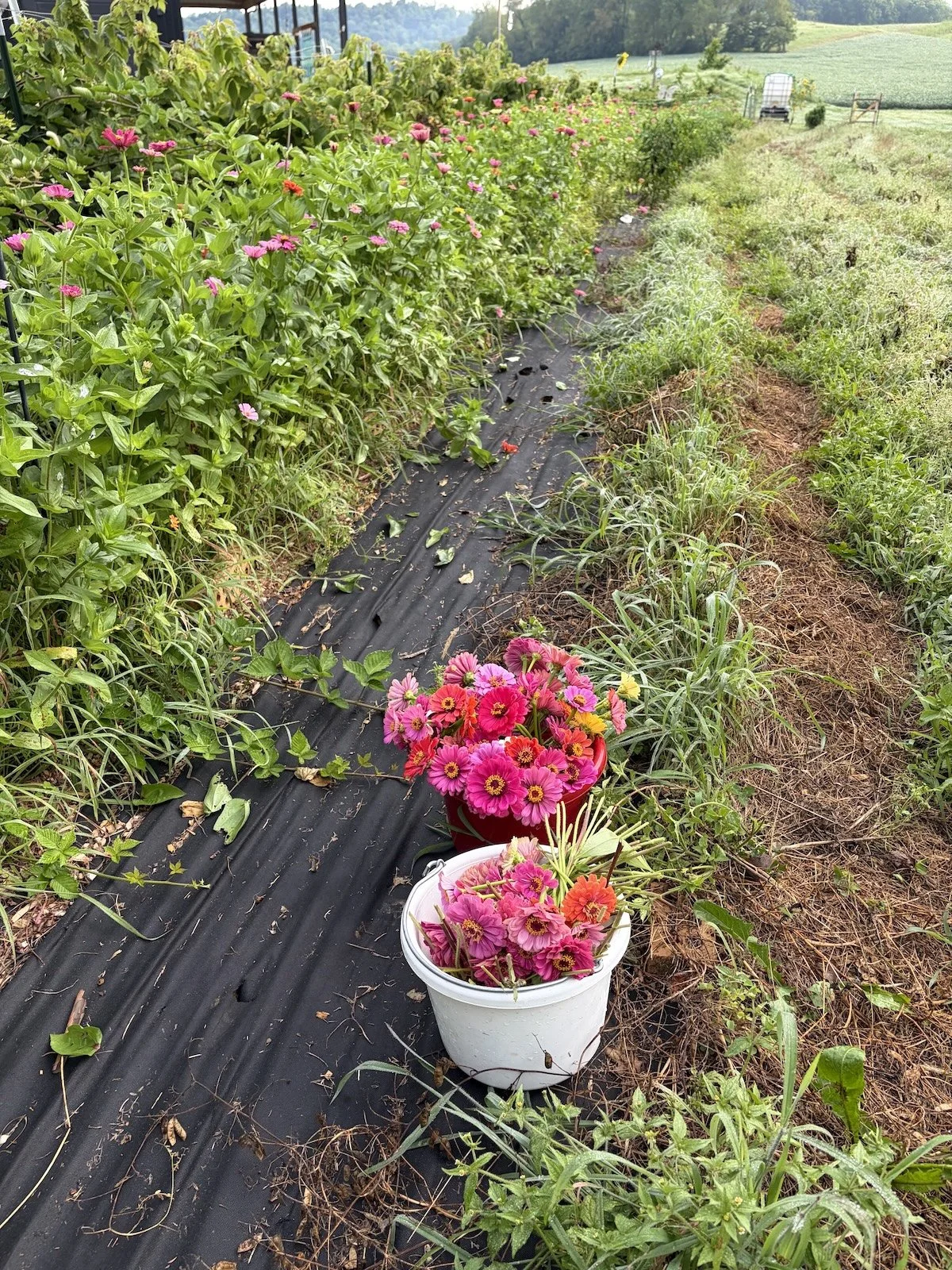 Harvesting zinnias.jpeg