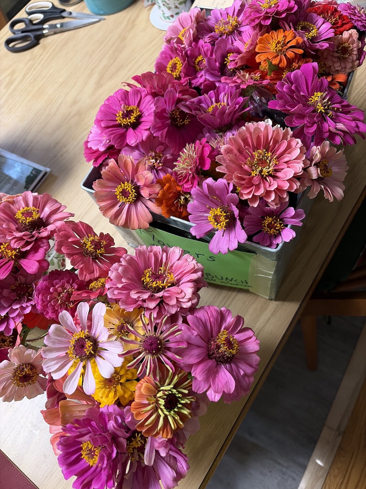 Zinnias 1.jpeg