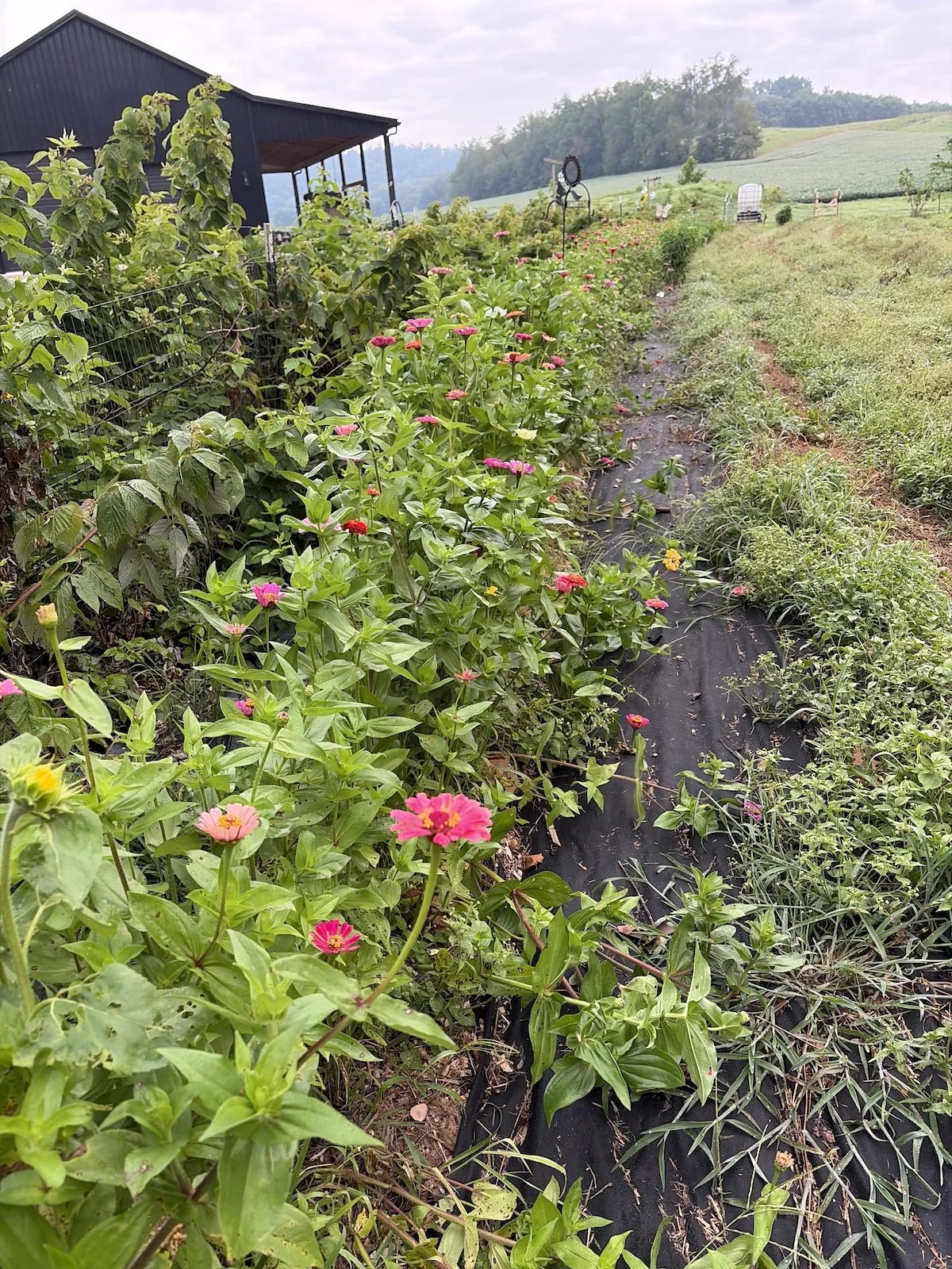 Zinnia view.jpeg