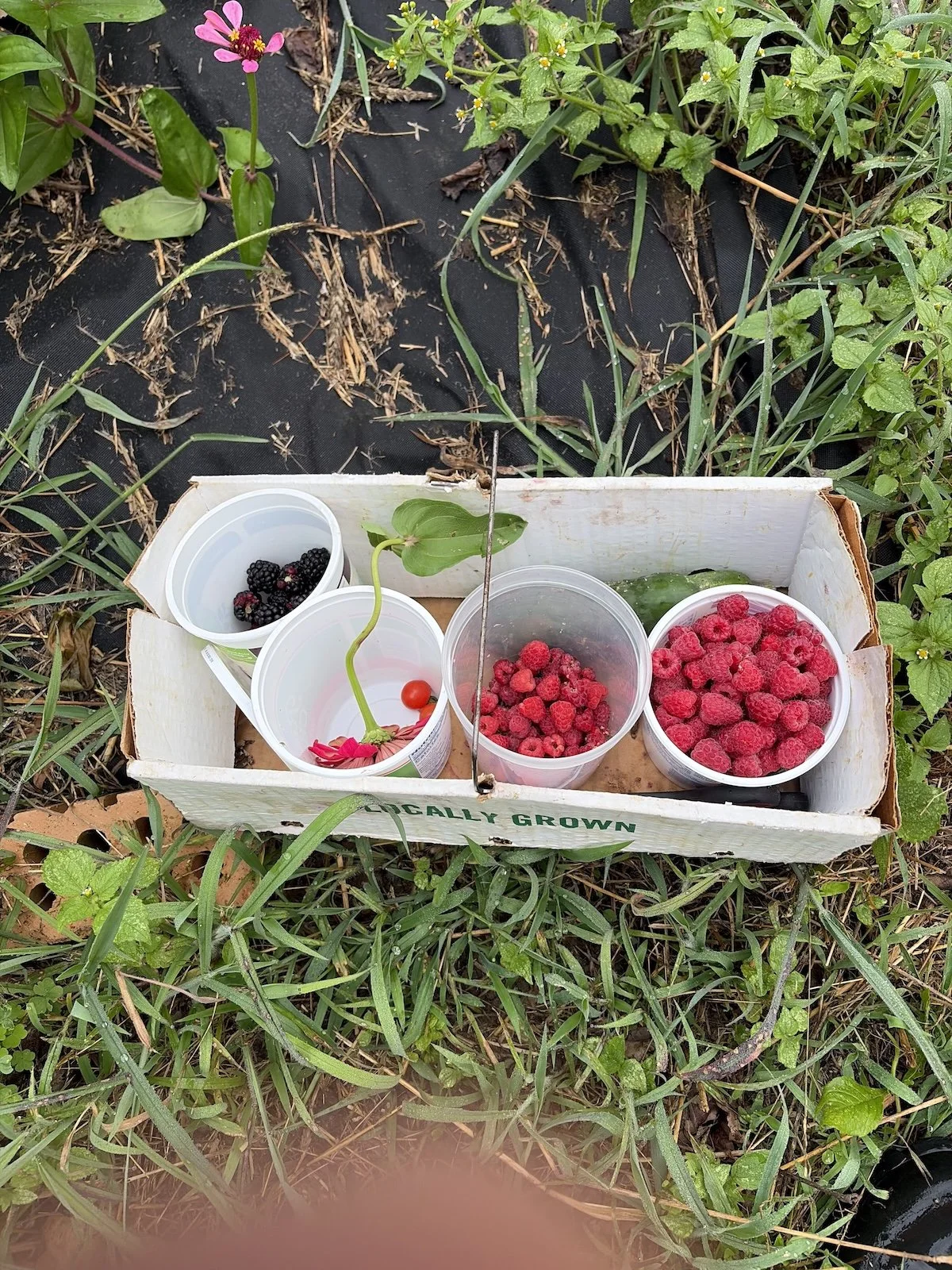 Berries 1.jpeg