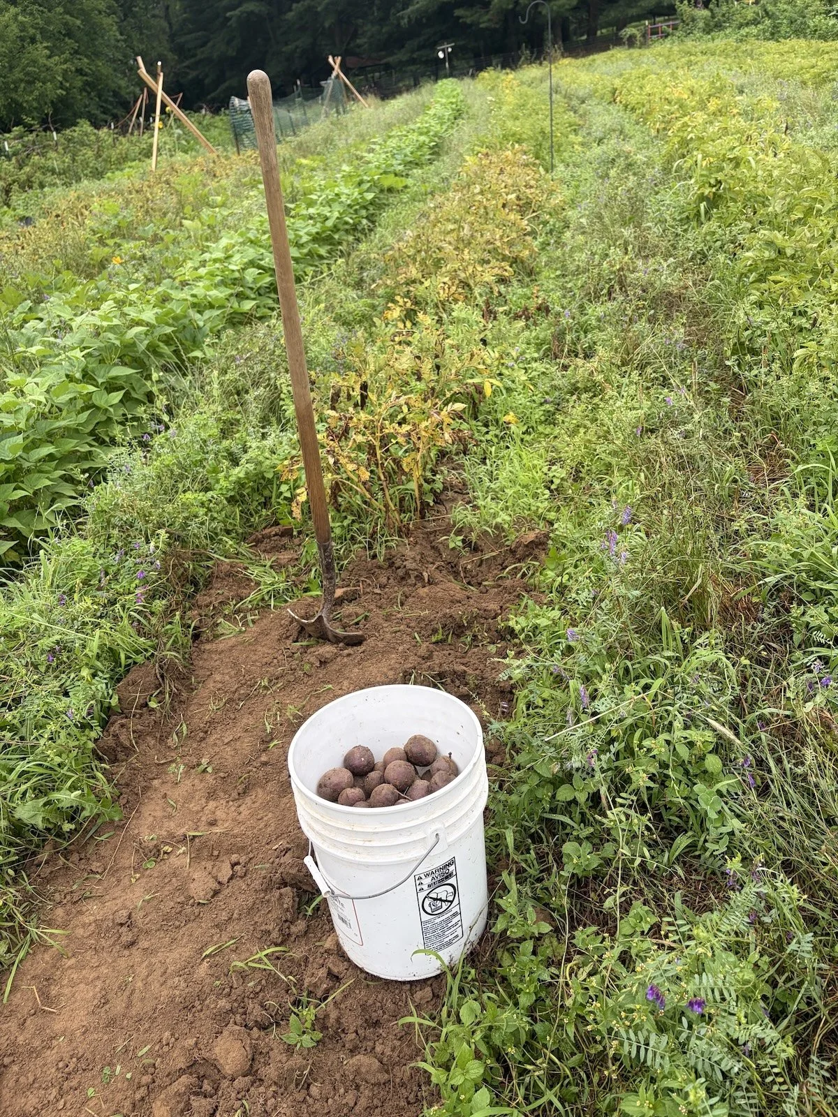 Potato harvest.jpeg