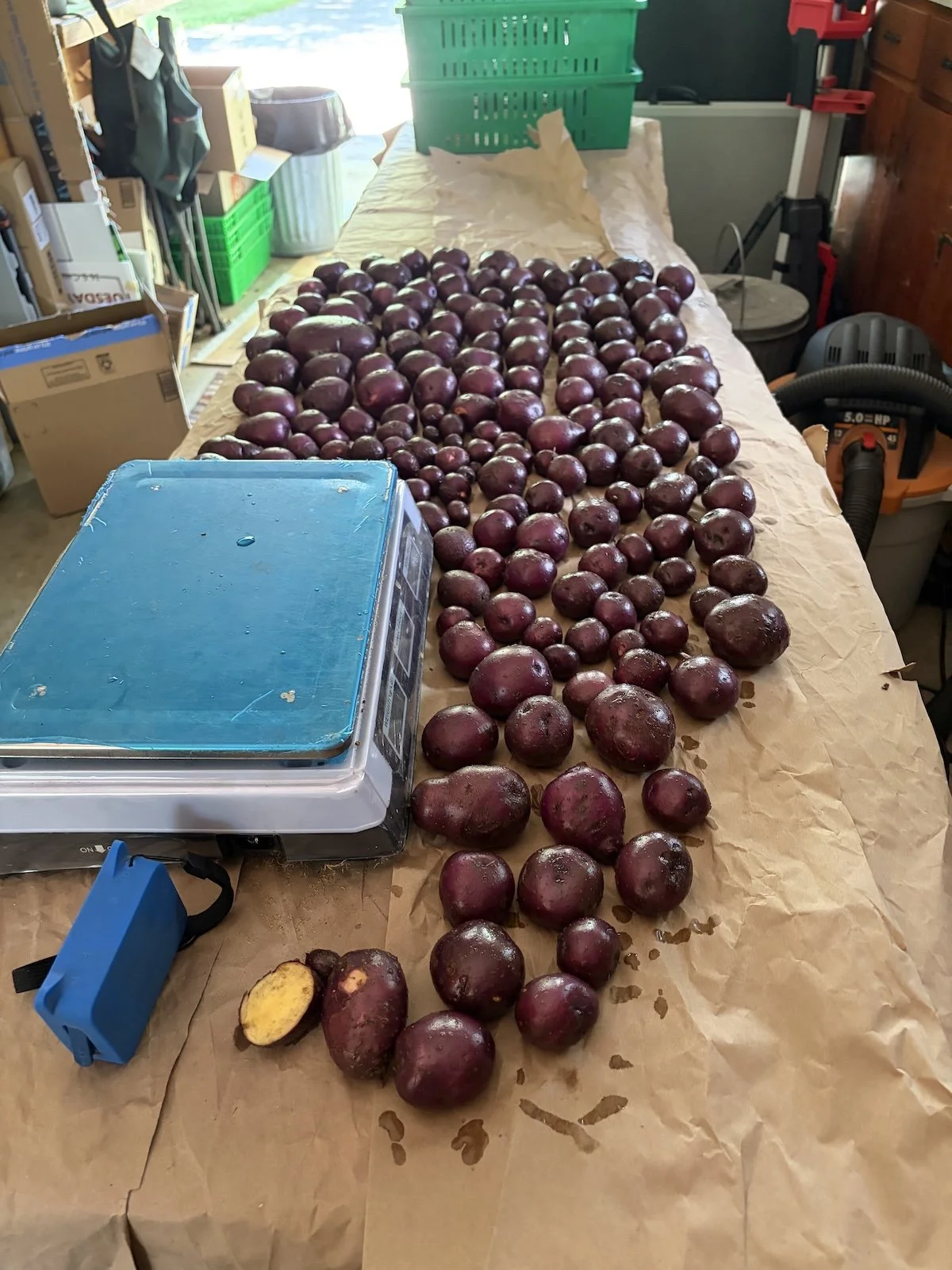 Sweet potatoes.jpeg