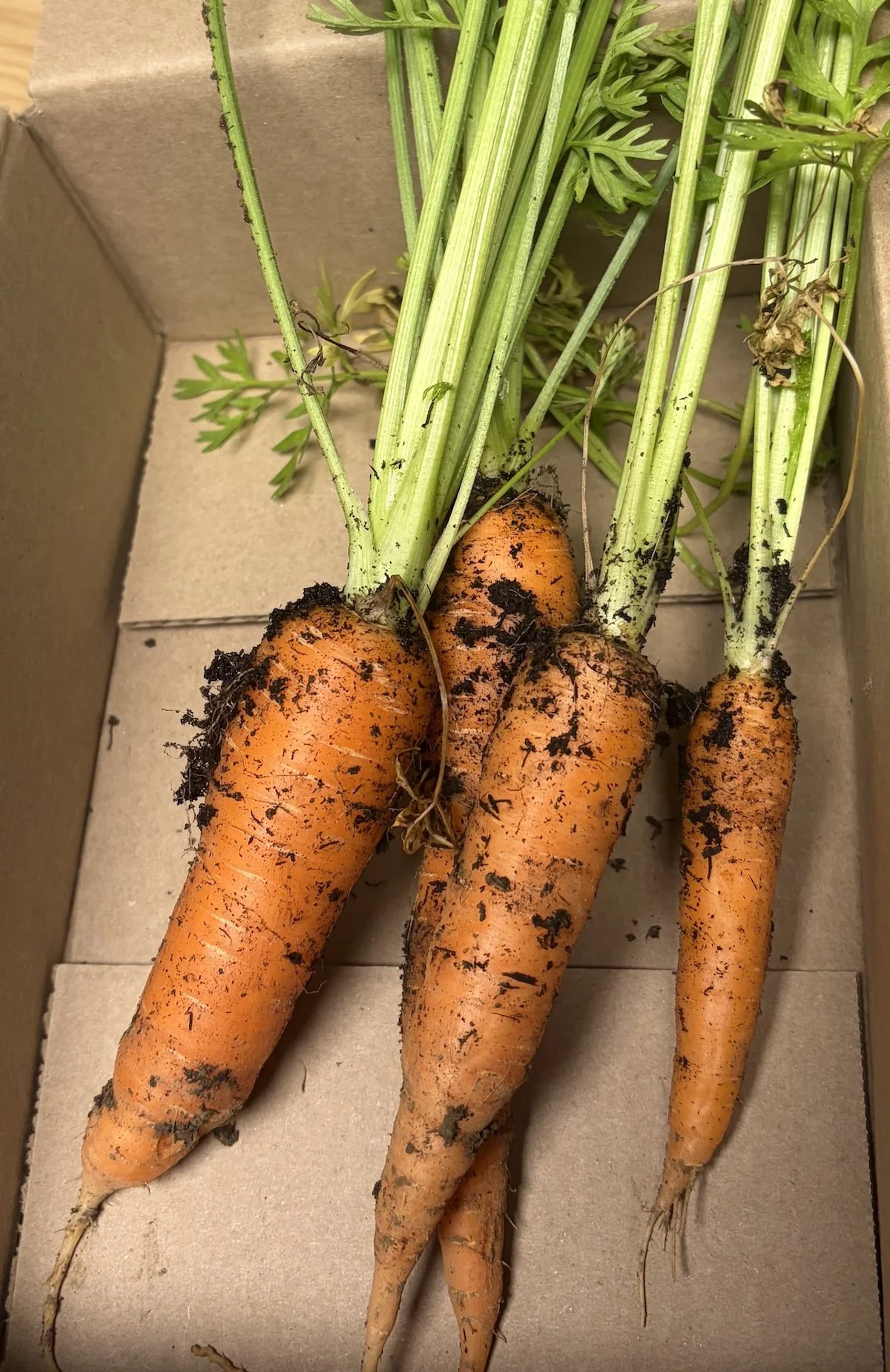 Carrots.jpeg
