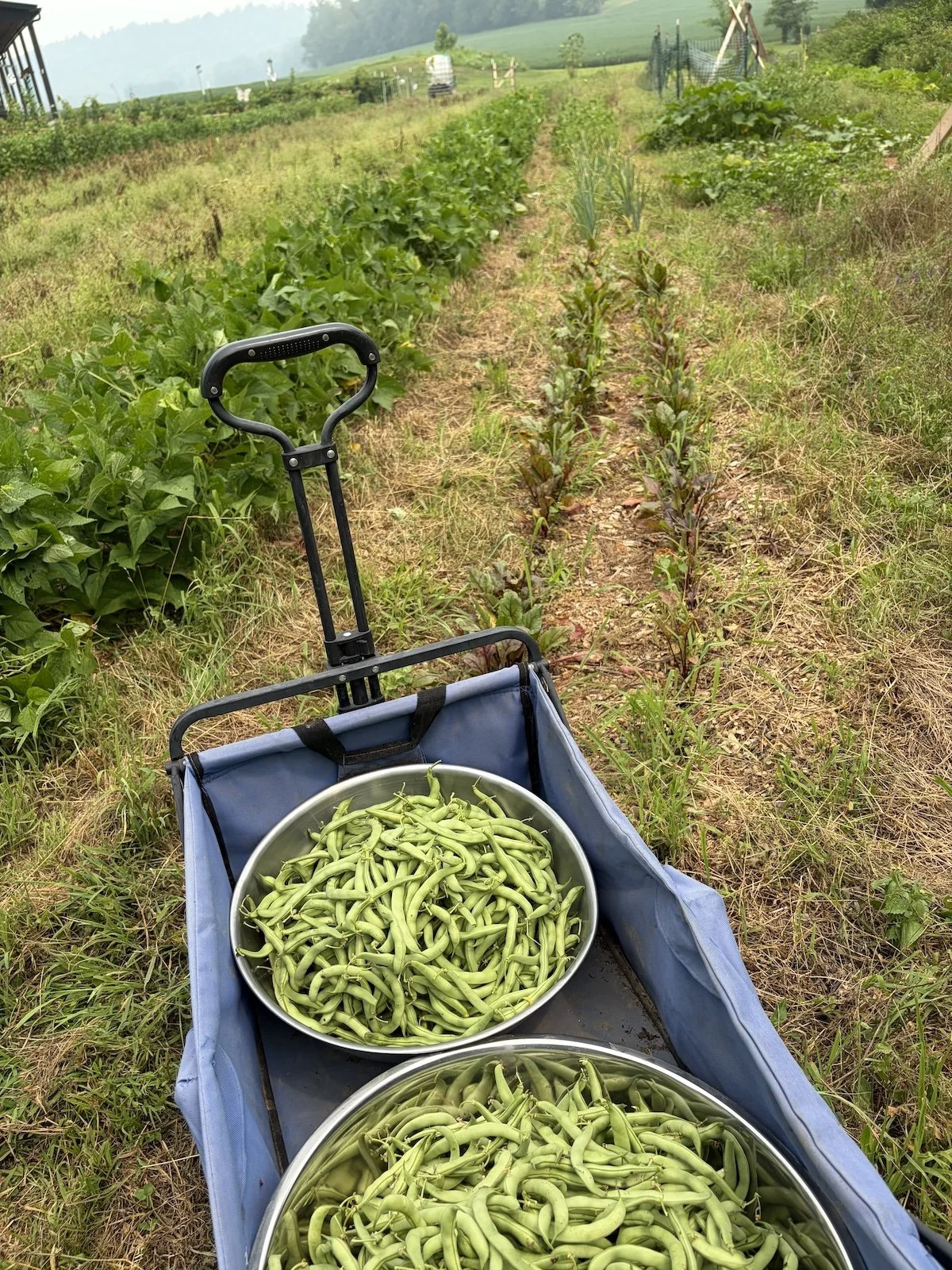 Bean harvest.jpeg