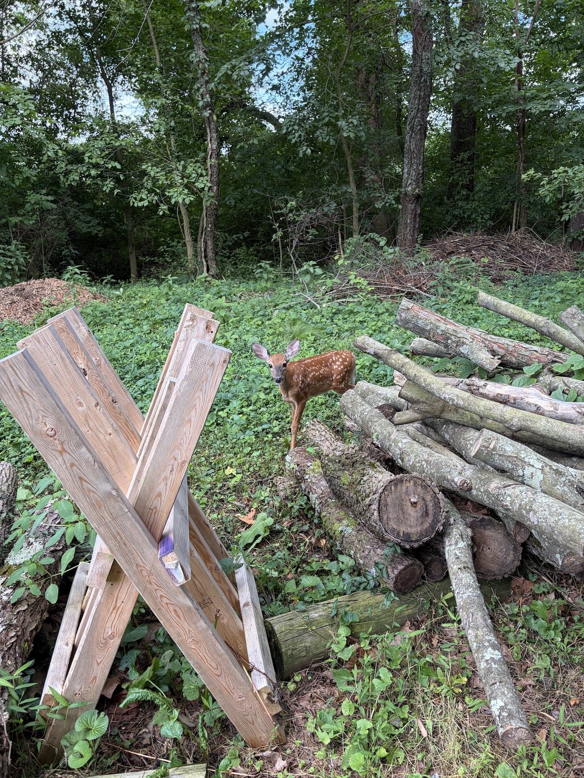 Fawn and the woodpile.jpeg
