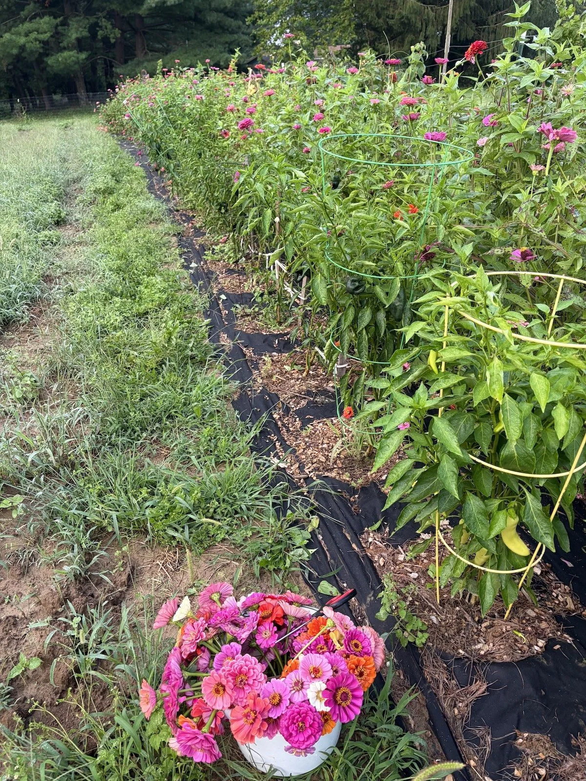 Zinnia cages.jpeg
