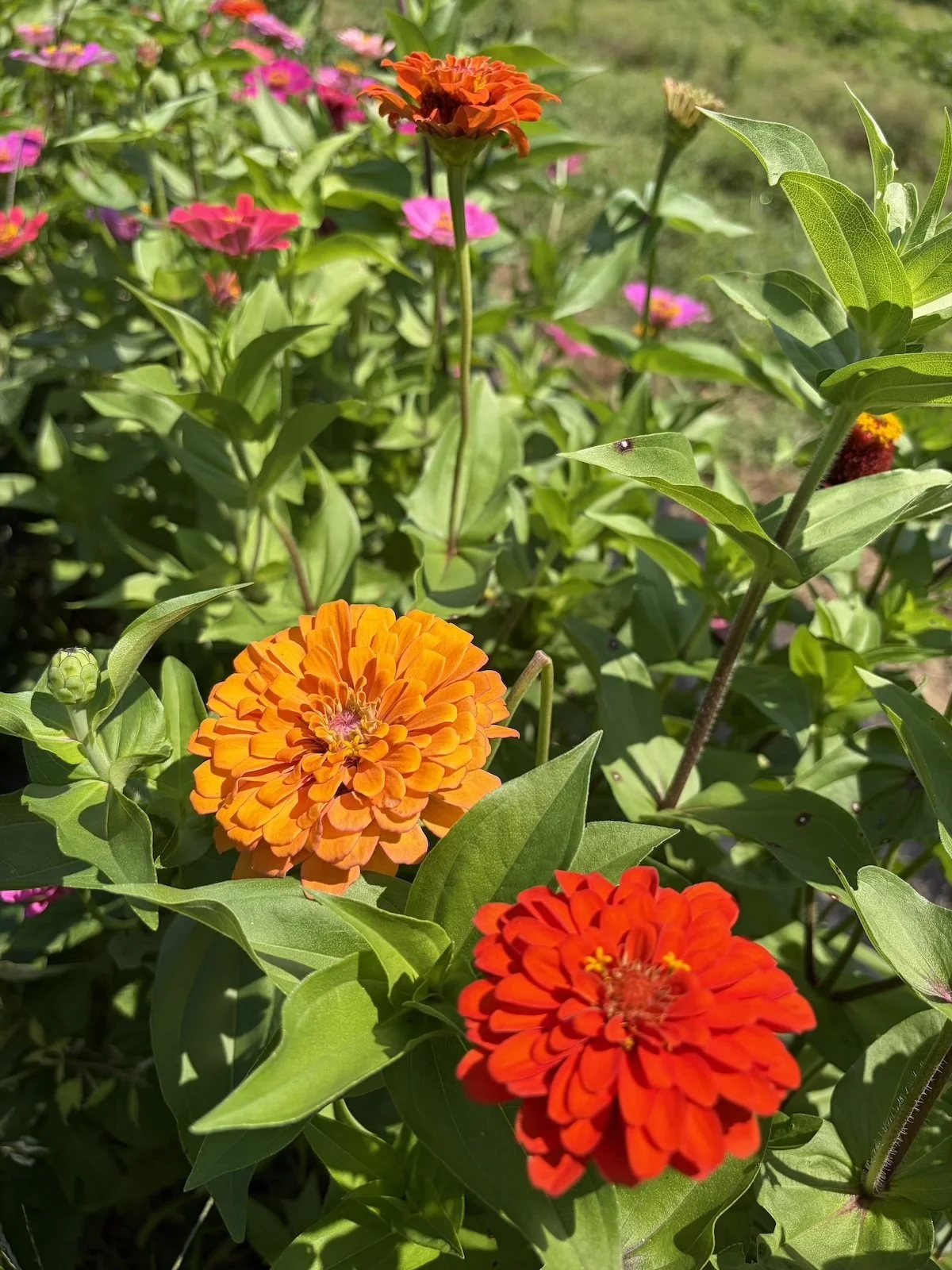 Summer brilliance in bloom.jpg