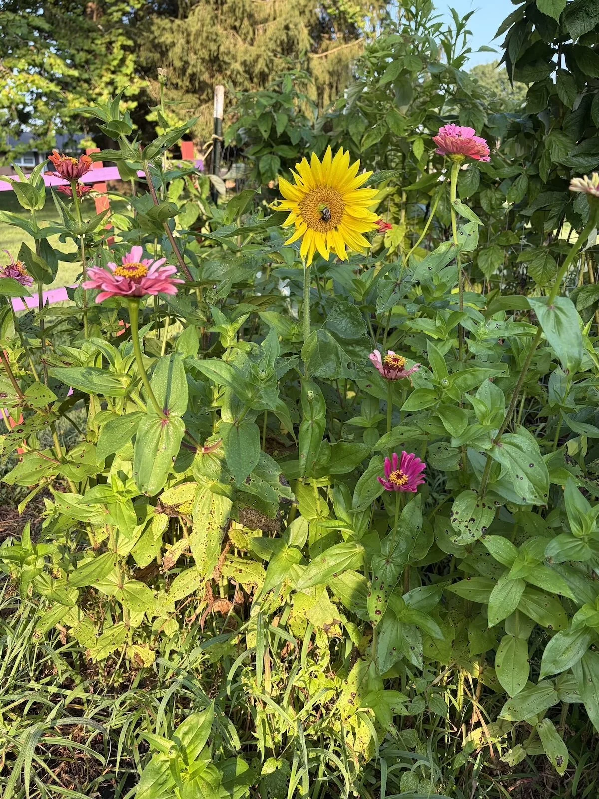 Sunflower amidst the zinnias.jpg