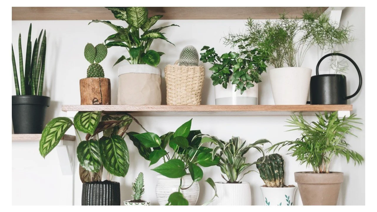 New evidence shows indoor plants can quietly reshape the health and quality of our homes and workplaces