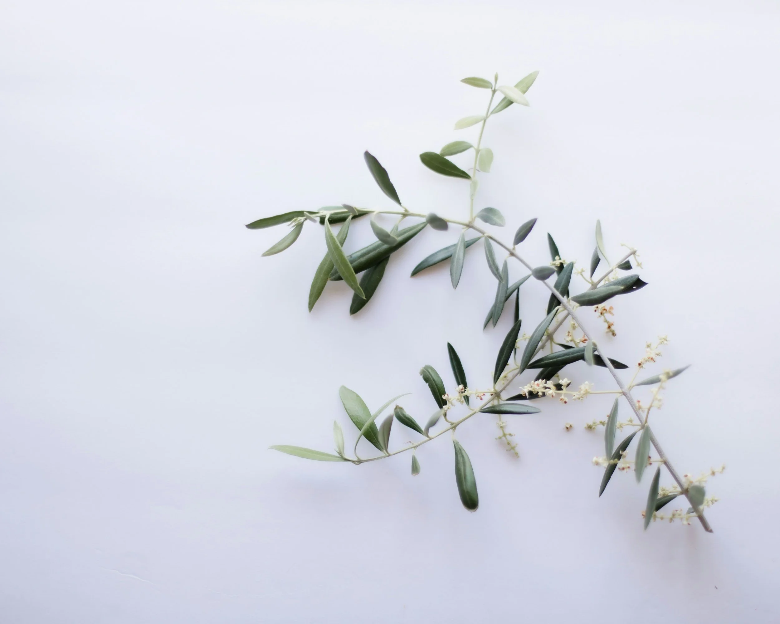 unsplash-image-ylonQpiecVg.jpg