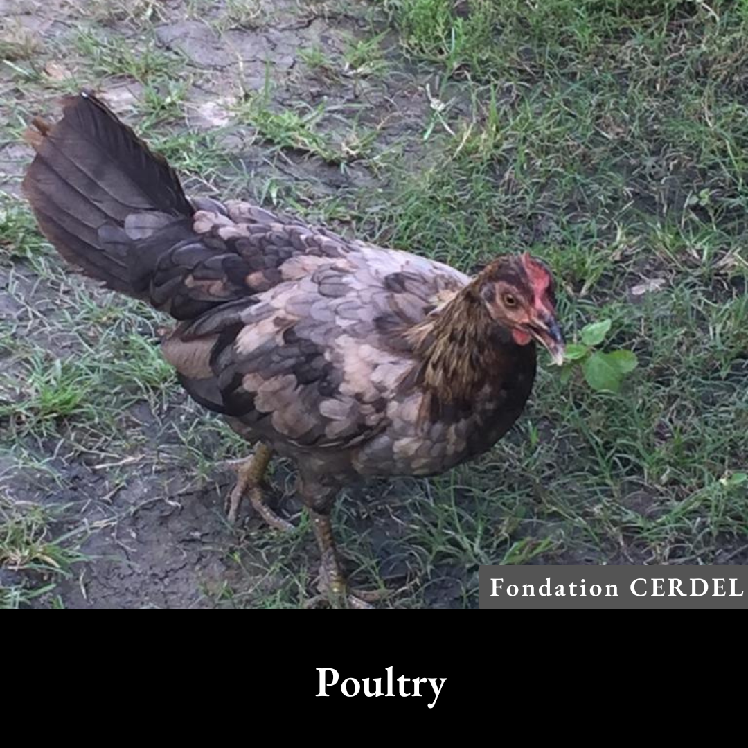 chicken eggs.png