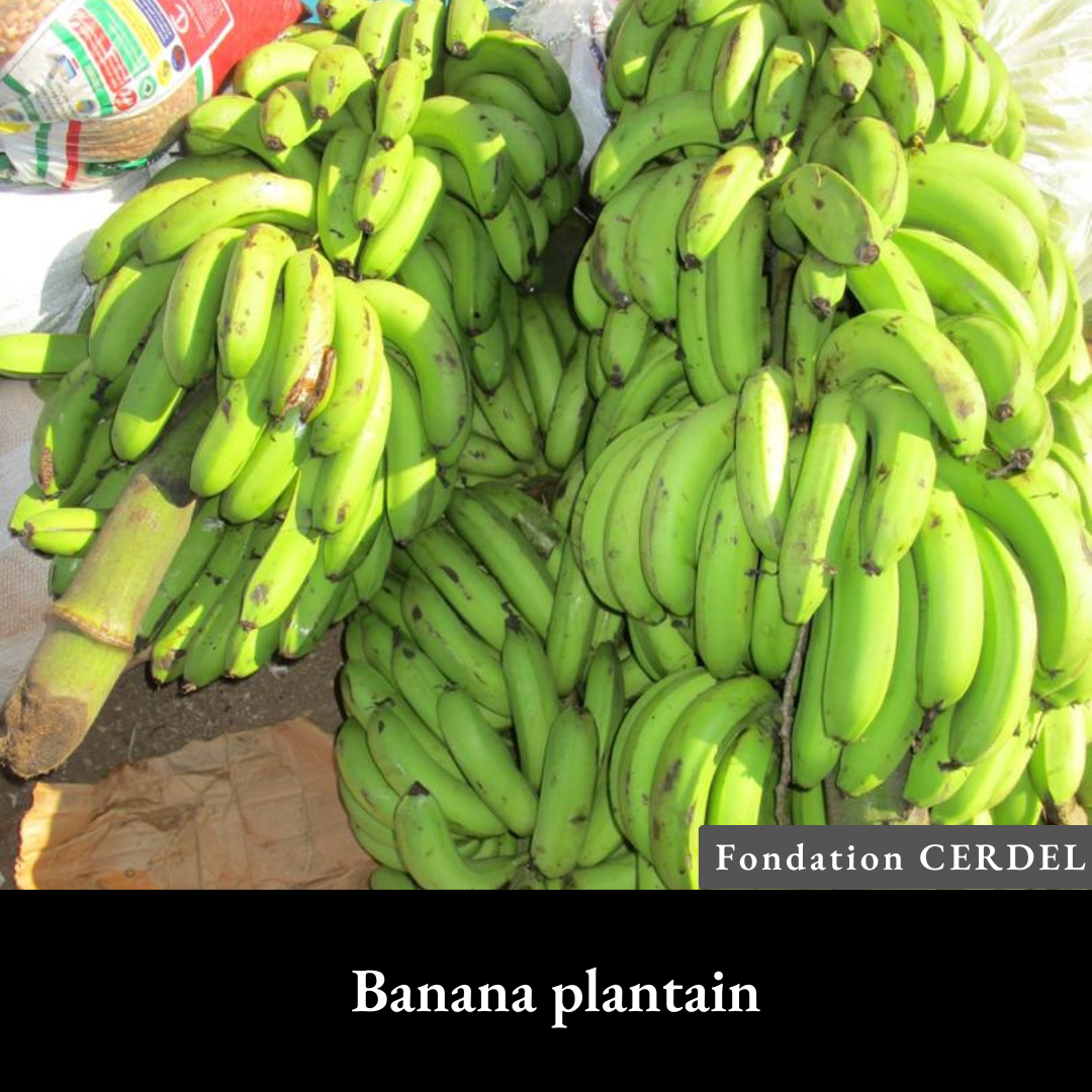 Banana plantain.png