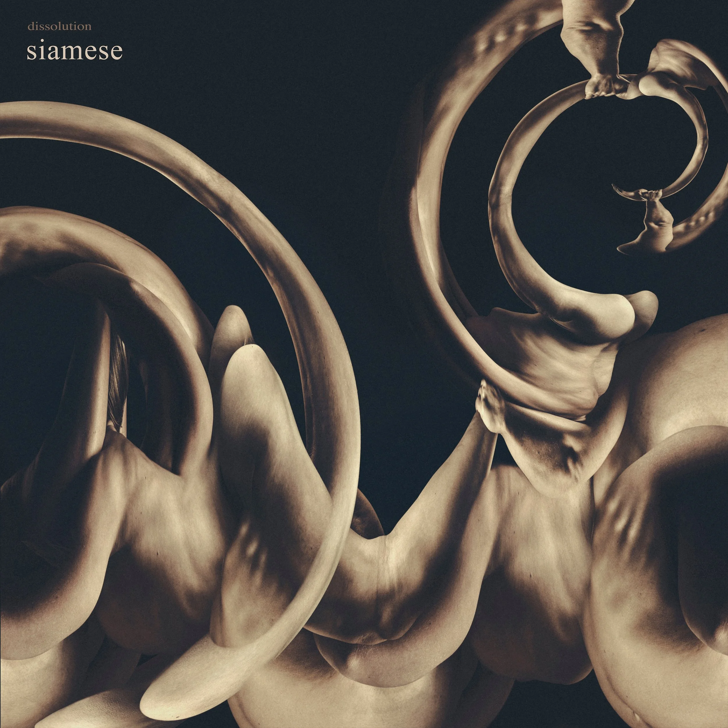 Siamese: dissolution