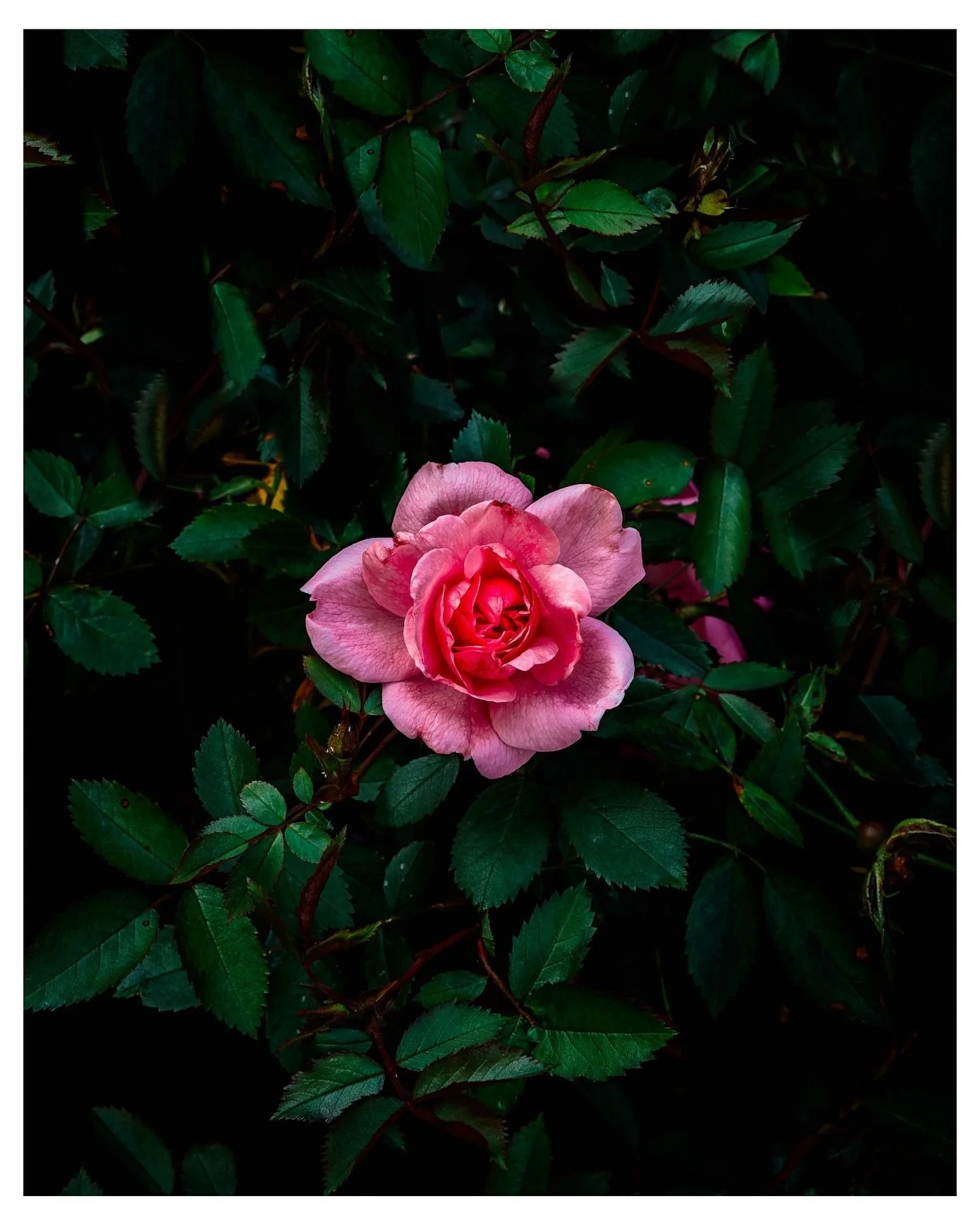 Dark and Rosy 🌹

Photograph of a pink rose surrounded by leaves. Captured in June 2024.