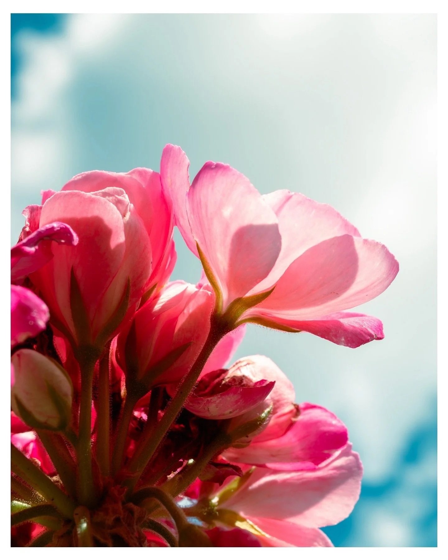 Summer is in bloom ☀️

Photograph of a pink Geranium flower contrasted against the summery sky.