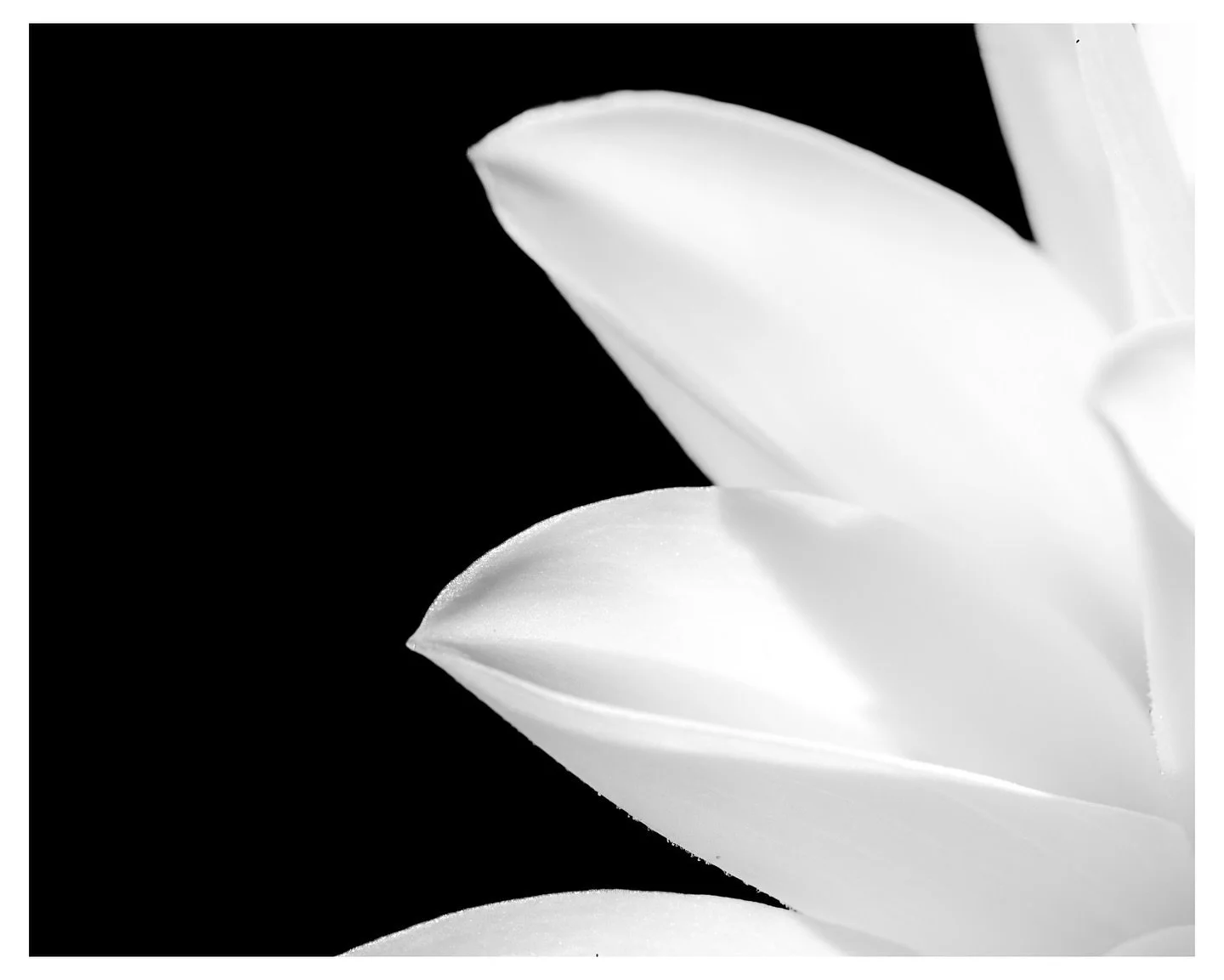 Dressed in white ⚪️

Photograph of a yellow Delilah flower captured in infrared.
