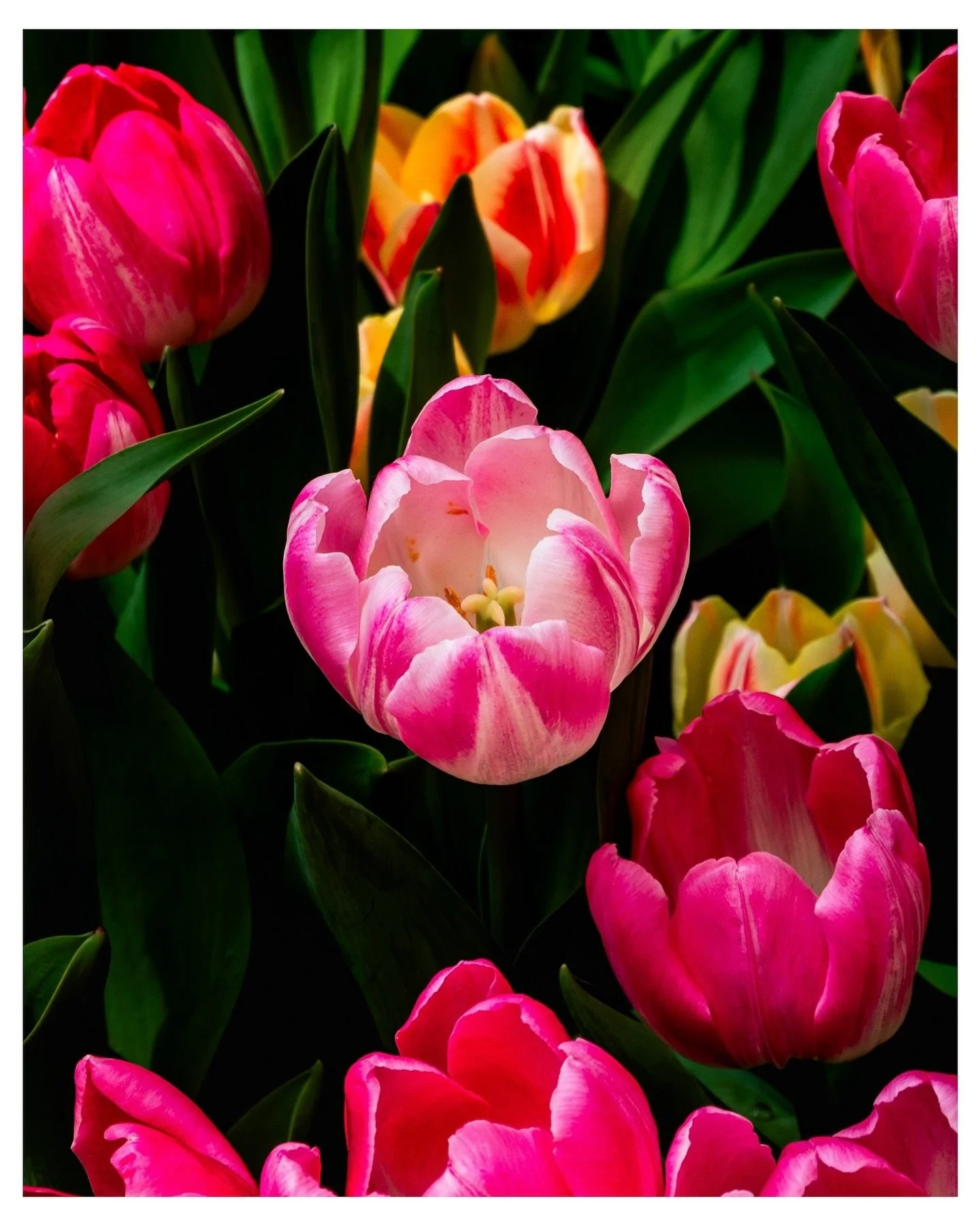 Tulips in full bloom 🌷

Captured at the Bellagio gardens in Las Vegas, May 2024.

#tulips #botanical #garden #flowerphotography #flowerstagram #tulipseason #spring #apoletphotography #lasvegas #bellagiogardens