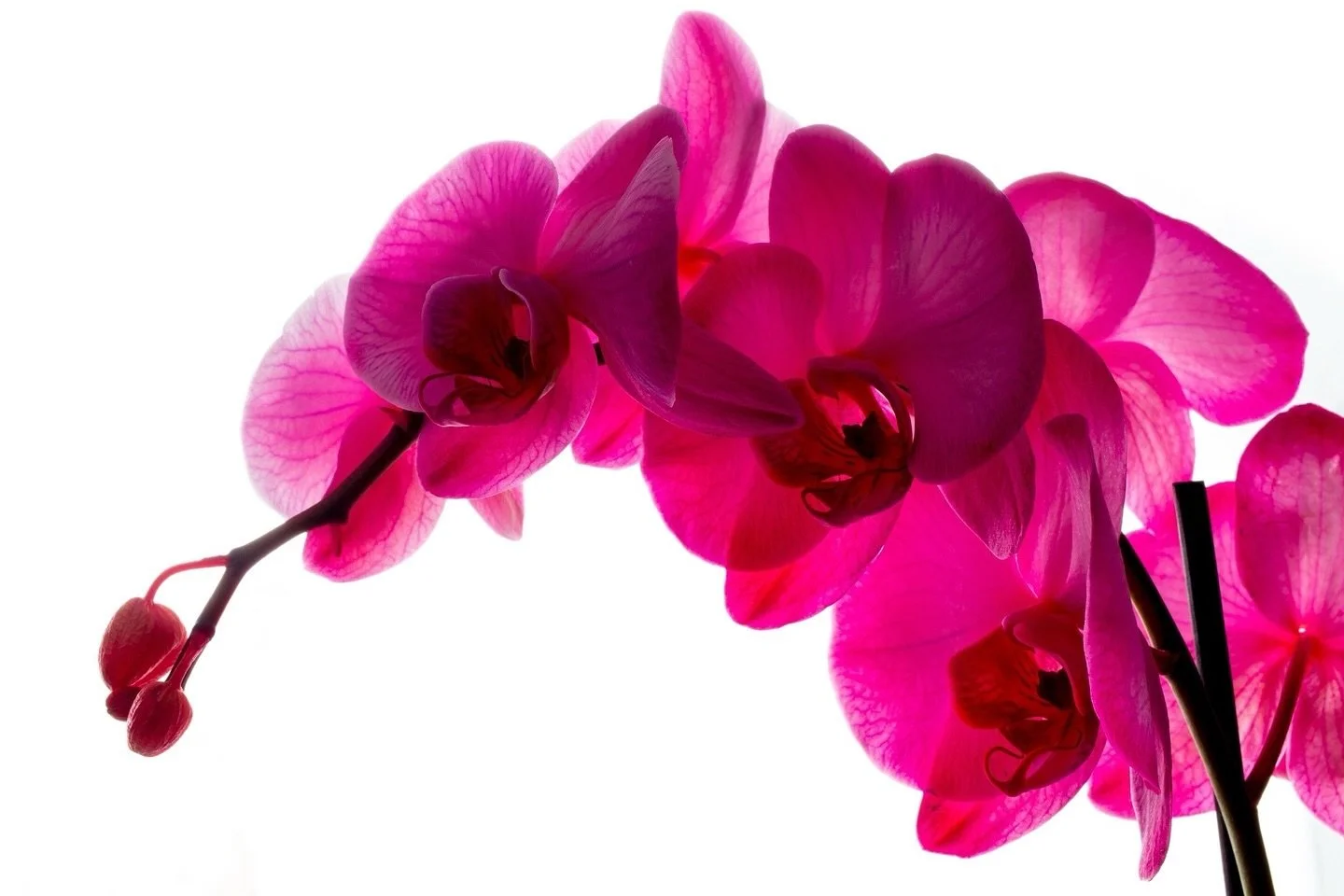 Pink Ghosts 

Photograph of pink Gemstone Orchids, captured in April 2023.

#orchids #gemstoneorchid #pinkorchid #pinkflower #flowerphotography #apoletphotography #orchidlover #orchidlovers #orchidlove #plantphotography #florography
