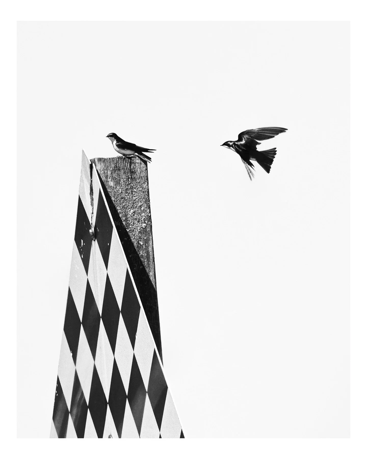 ✨ World Photography Day ✨

For me, photography has always been about slowing down enough to notice the beauty that often slips by unnoticed. These swallows reminded me of how even in constant motion, there&rsquo;s a quiet elegance worth pausing for.
