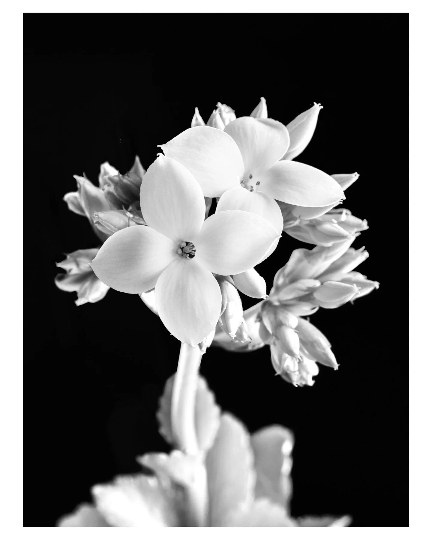 My kalanchoe plant captured in black and white 🤍There&rsquo;s something about its delicate blooms against the dark that feels timeless. It&rsquo;s like a reminder that even the smallest moments can hold quiet strength.

This print is now available f
