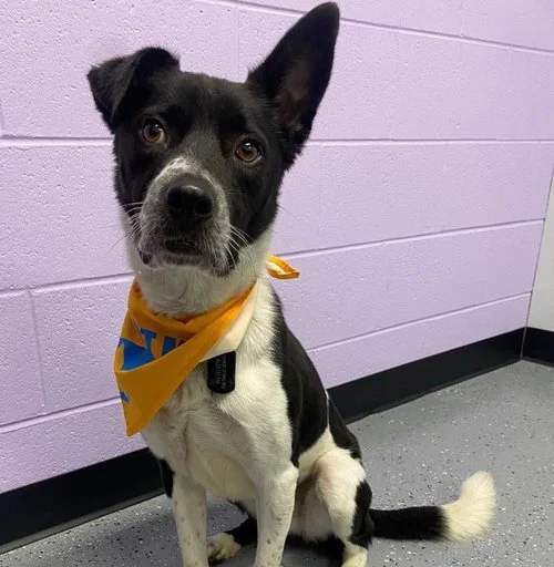  Dubuque Humane Society | 2024  Walked for donations and aided animals.  Click Here To Learn More 