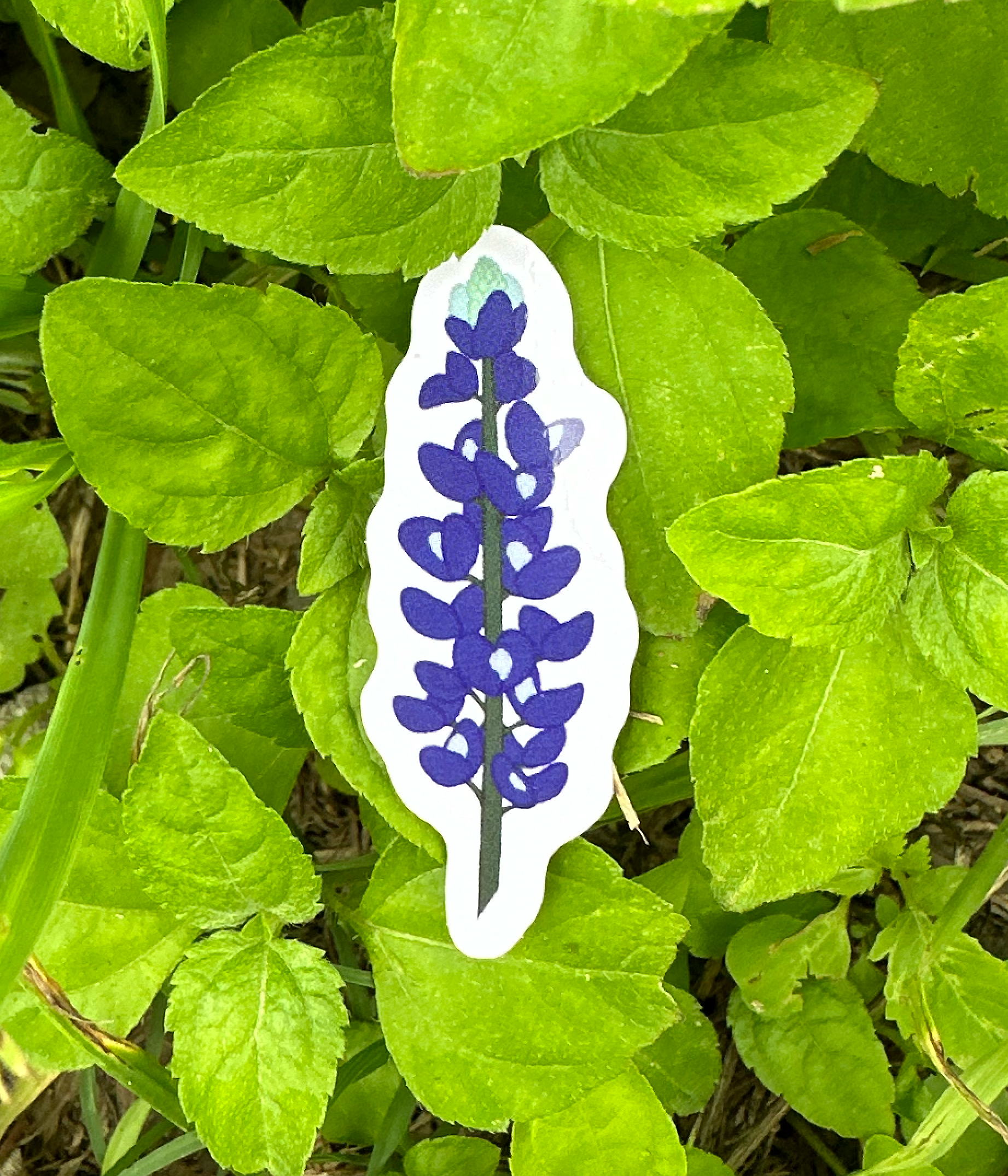 bluebonnetstickerpic.png