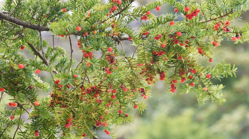 BlogITN Featured Image Dimensions (860 x 480 px) (7).png