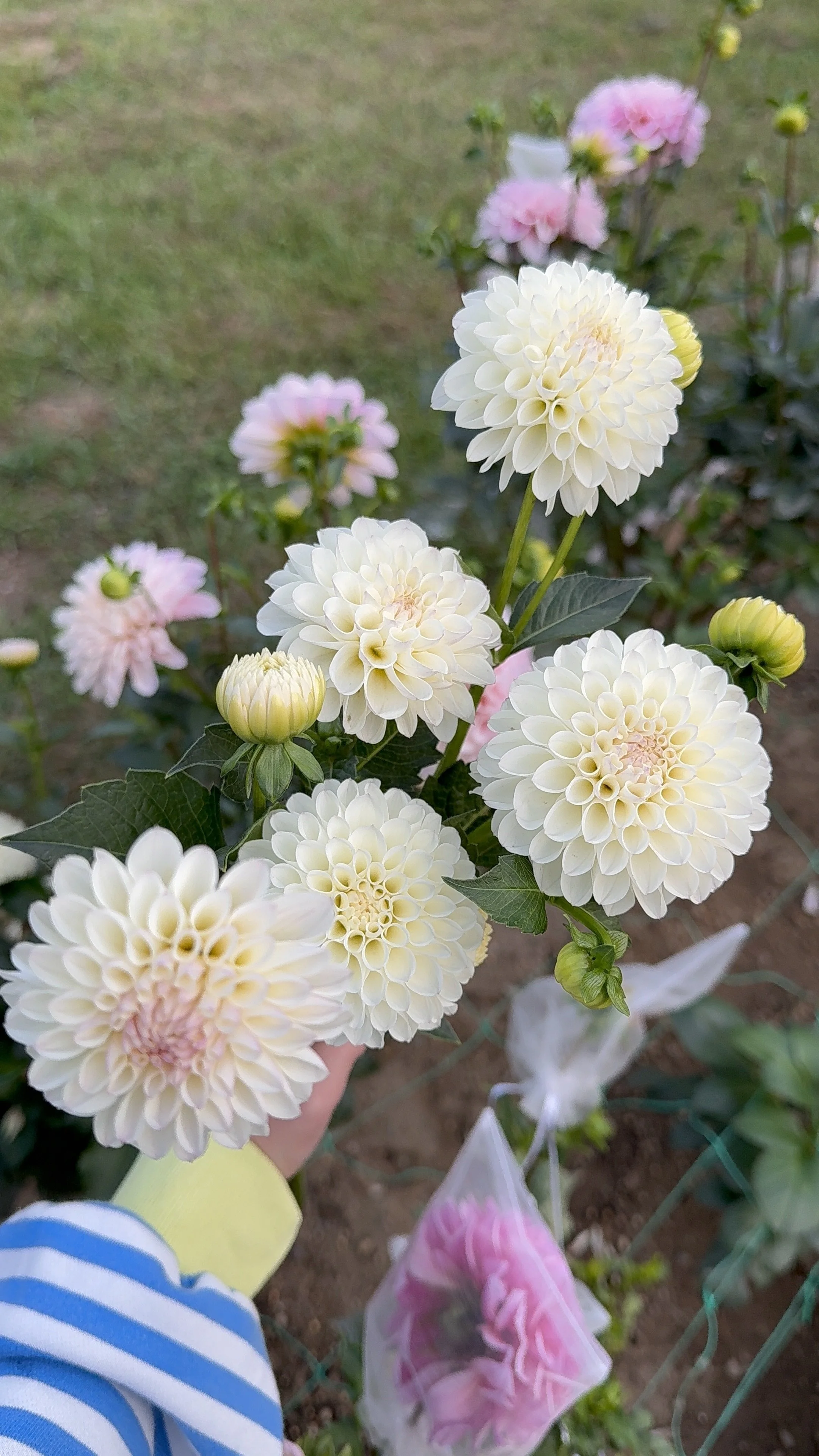 White Nettie