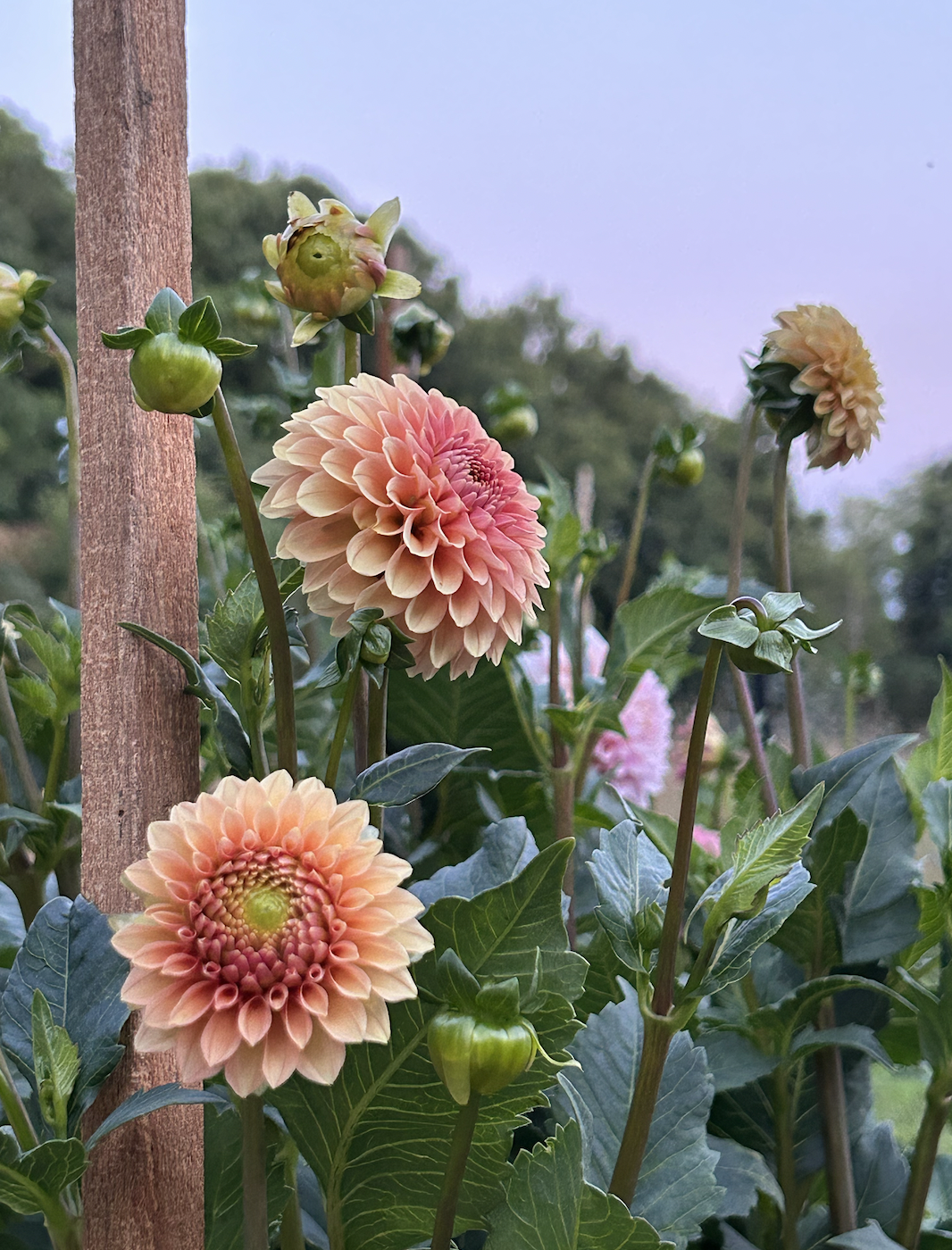 Rose Toscano *Building Stock*