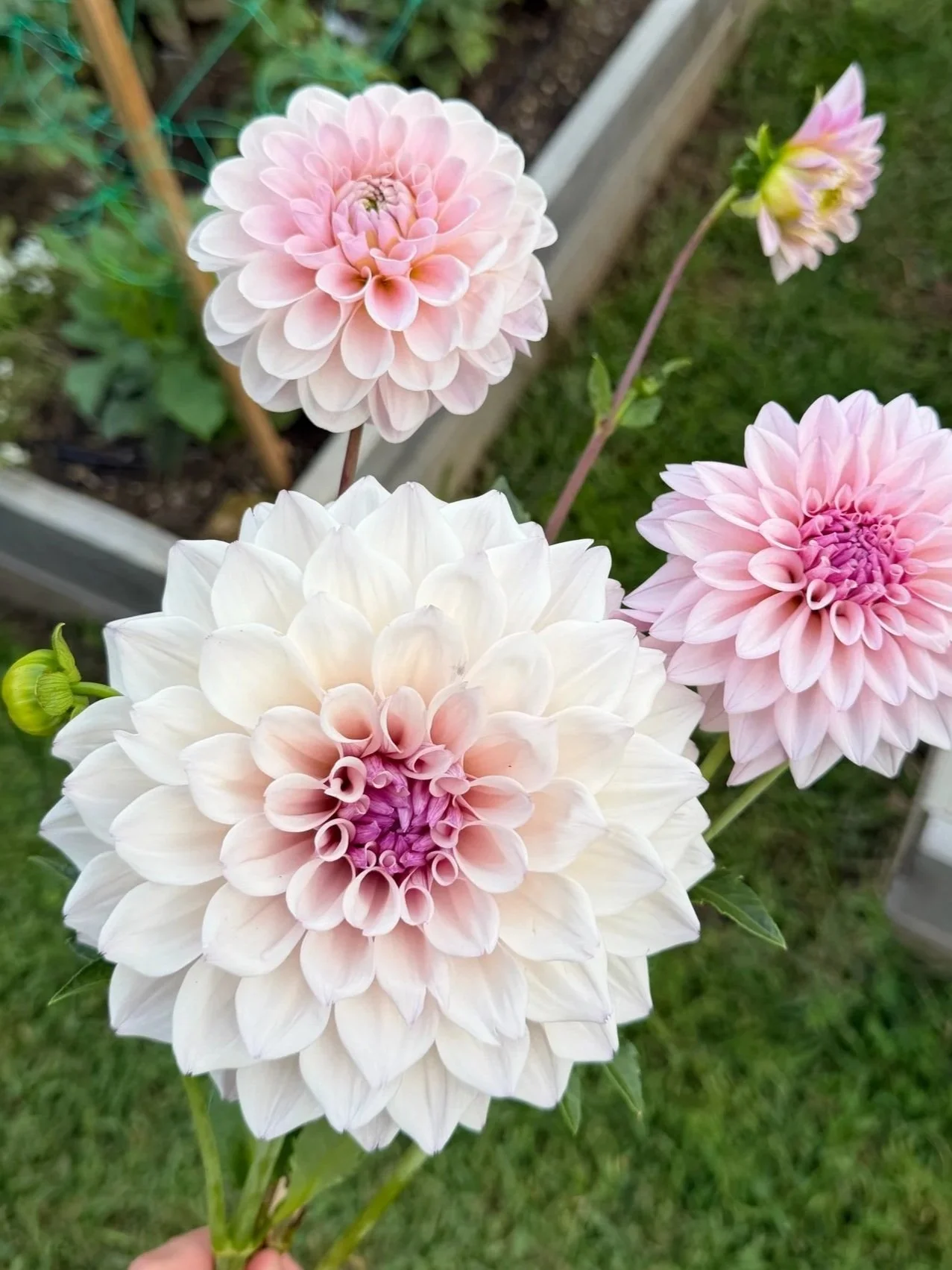 KA’s Pearl