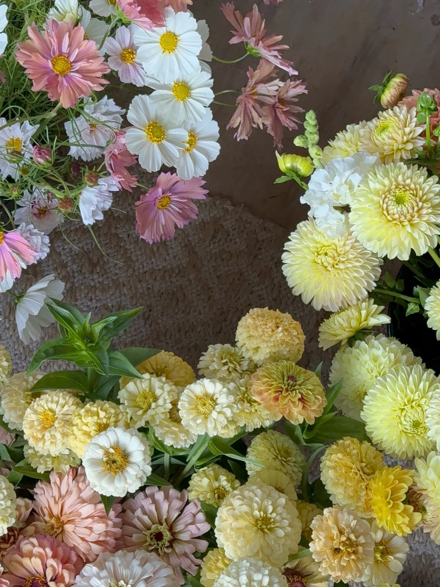 A little farm update!!

If you purchased a subscription or a Mother&rsquo;s Day bouquet from us - please check your email and spam. We&rsquo;ve sent out an email but many opted out of email notifications 🥲 trust me, I get it. I used to put a fake em