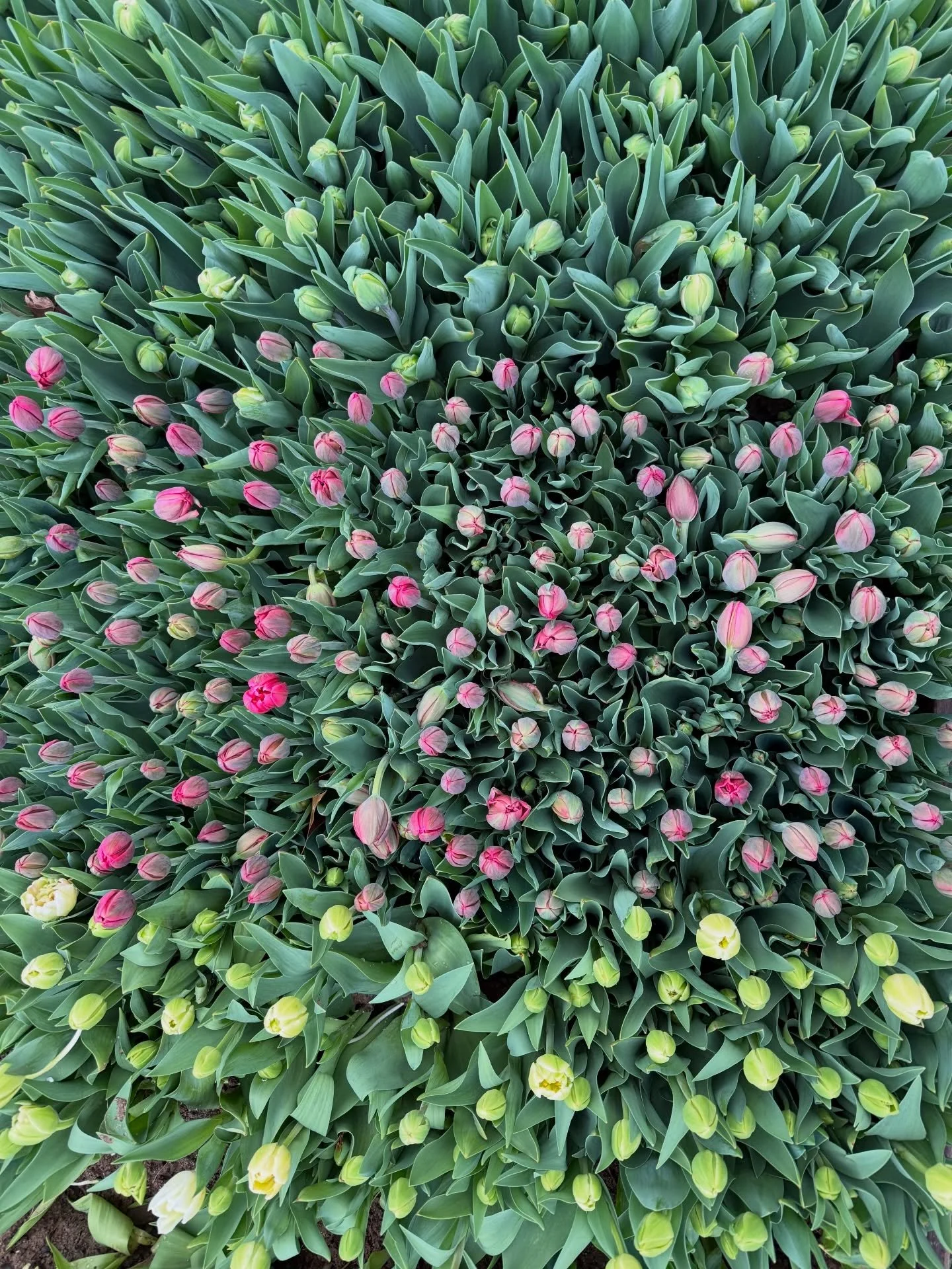 spring bouquet subscriber girlies, just making sure you checked your email from me! your bouquet pickup starts this weekend 🫶🏼🌸 

I left work, went to soccer practice and have been harvesting and packing tulip stems since! I have to say, it&rsquo;