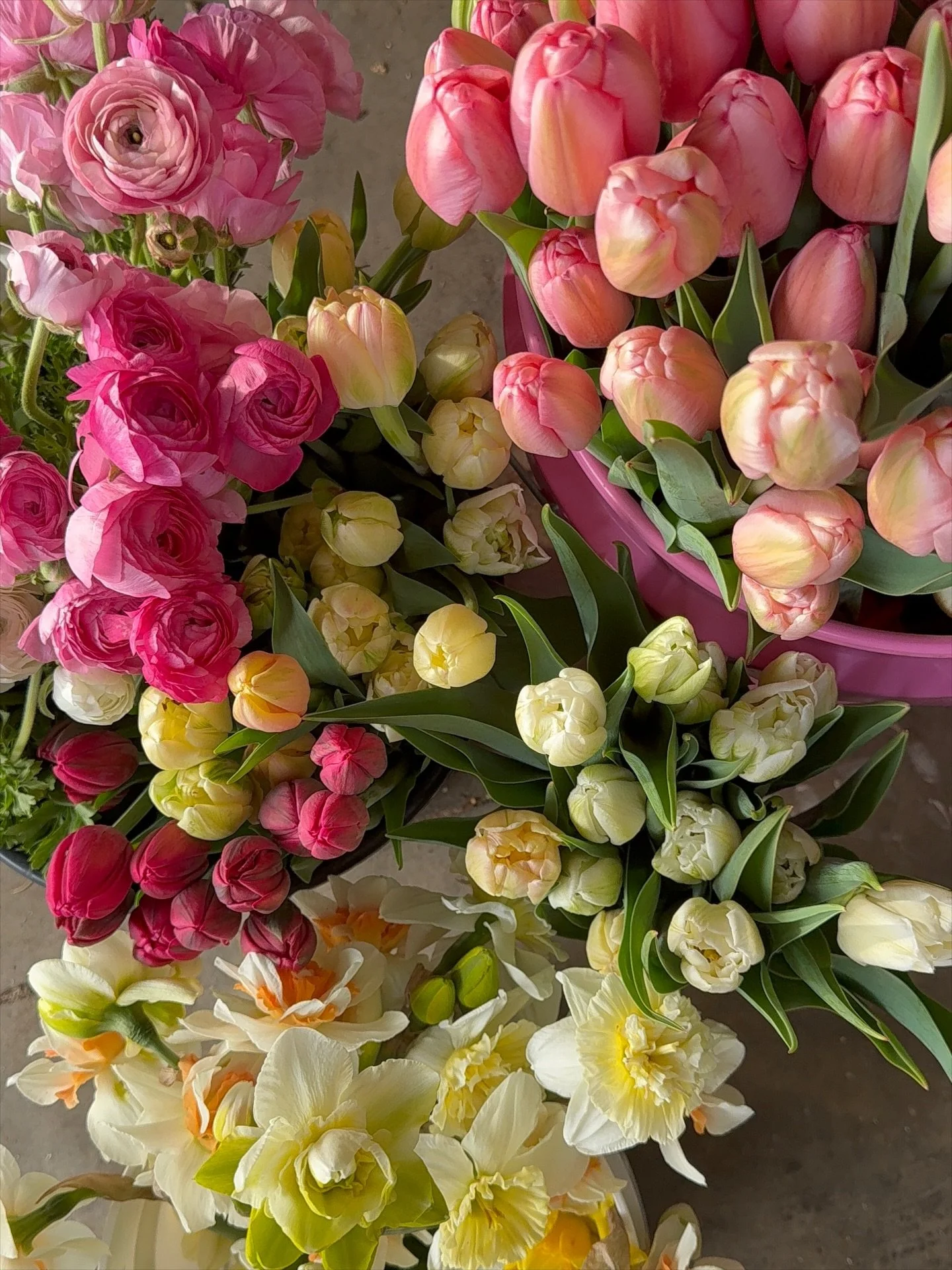 fingers stained in dirt, to-do list a mile long &amp; seedlings begging to go outside. spring is equal parts chaos and excitement and i am SO eager for what is coming. we have 2 coolers full of tulips, ranunculus and anemones are popping, more delph 