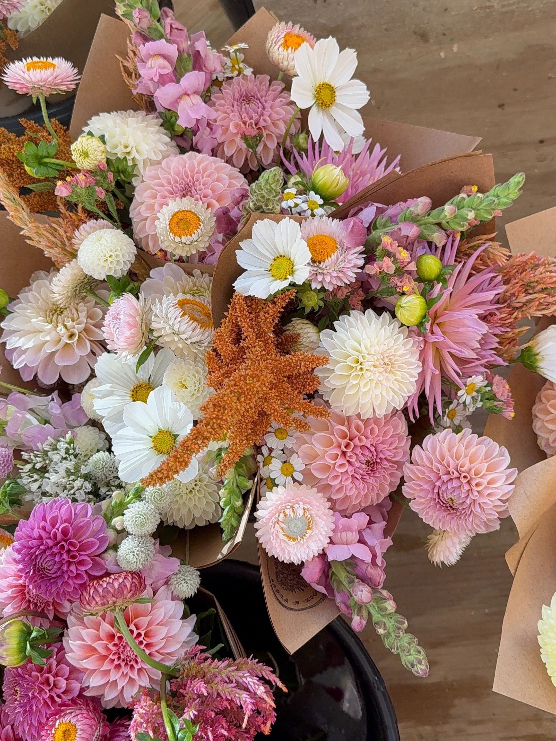 kind of sort of can&rsquo;t wait to get my hands on my fav dahlias again 🥹 we added a lot of new additions this year but KA&rsquo;s cinder rose @santacruzdahlias is here to stay for life. Along with Isabel, Skipley Spot of Gold and Peaches &amp; Cre