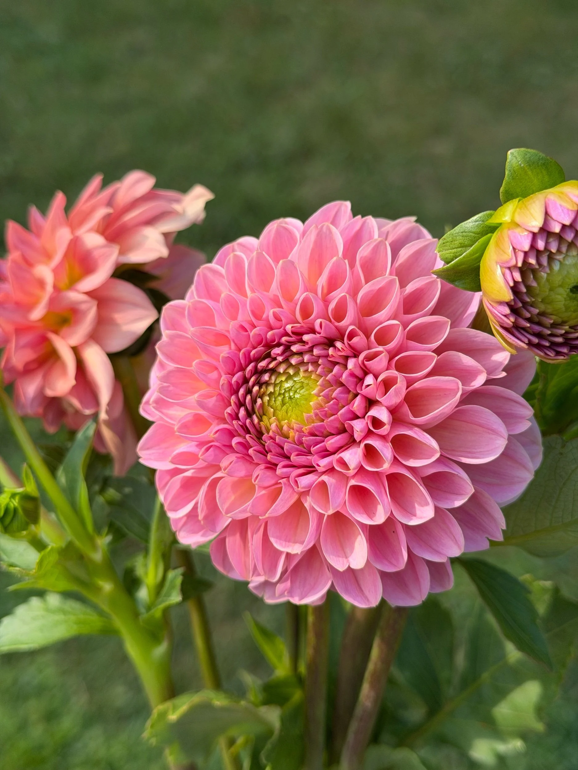Hamari Rose