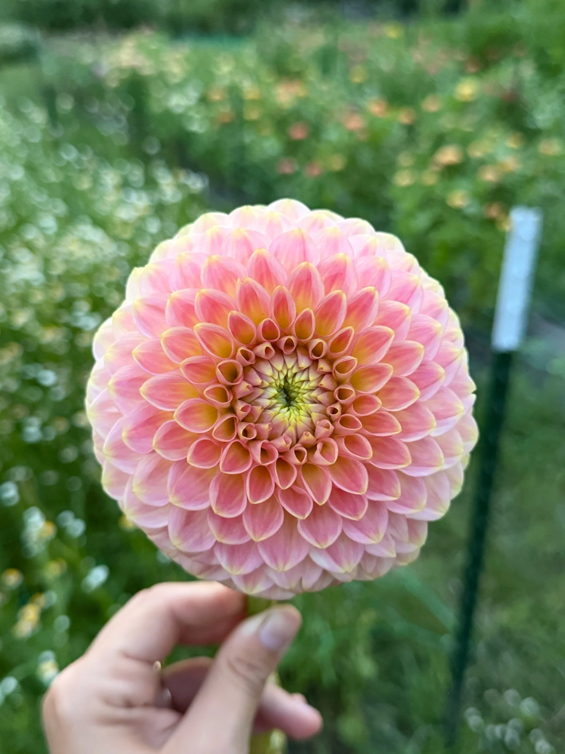 20th Ave Softer Peach