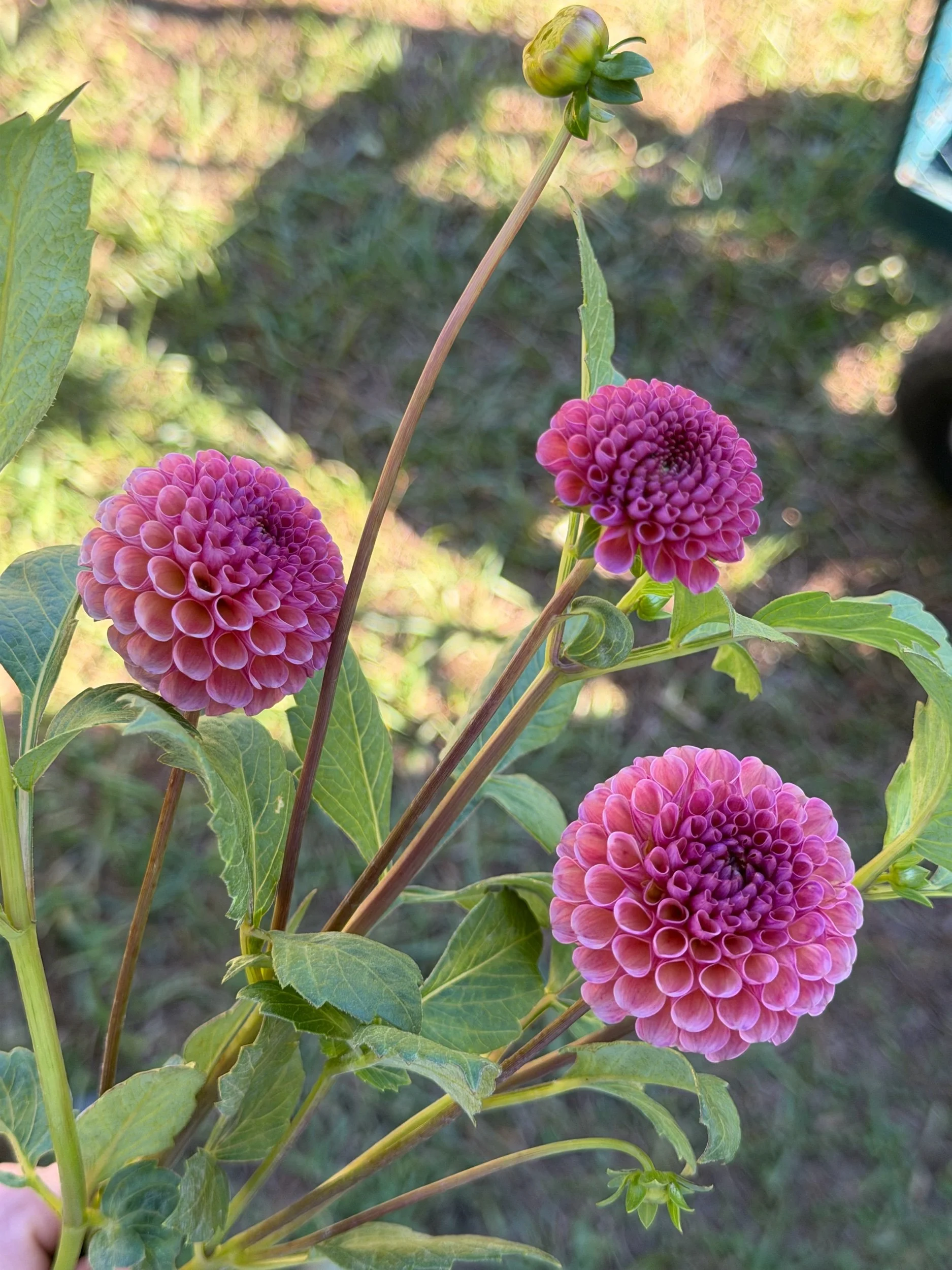 Koko Puff